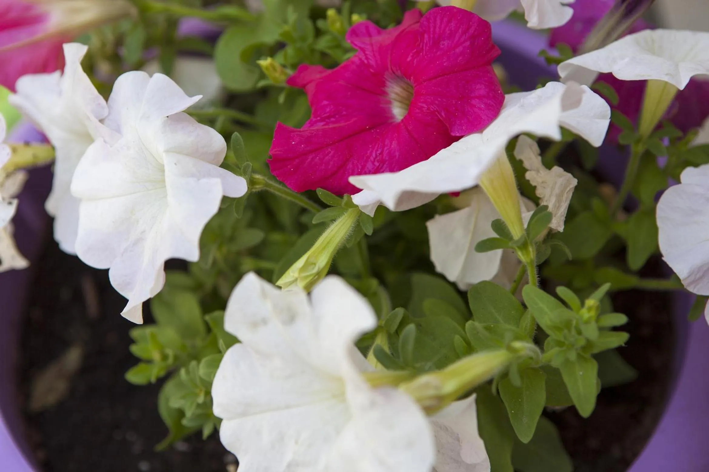 Garden in Anna Katerina Apartments