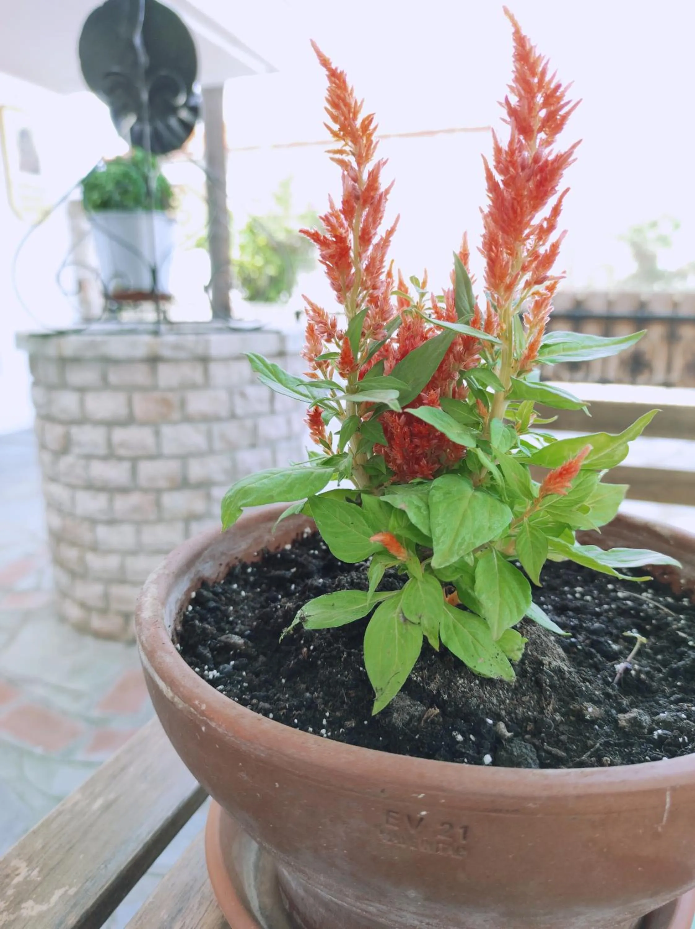 Garden in Hotel Alexandra
