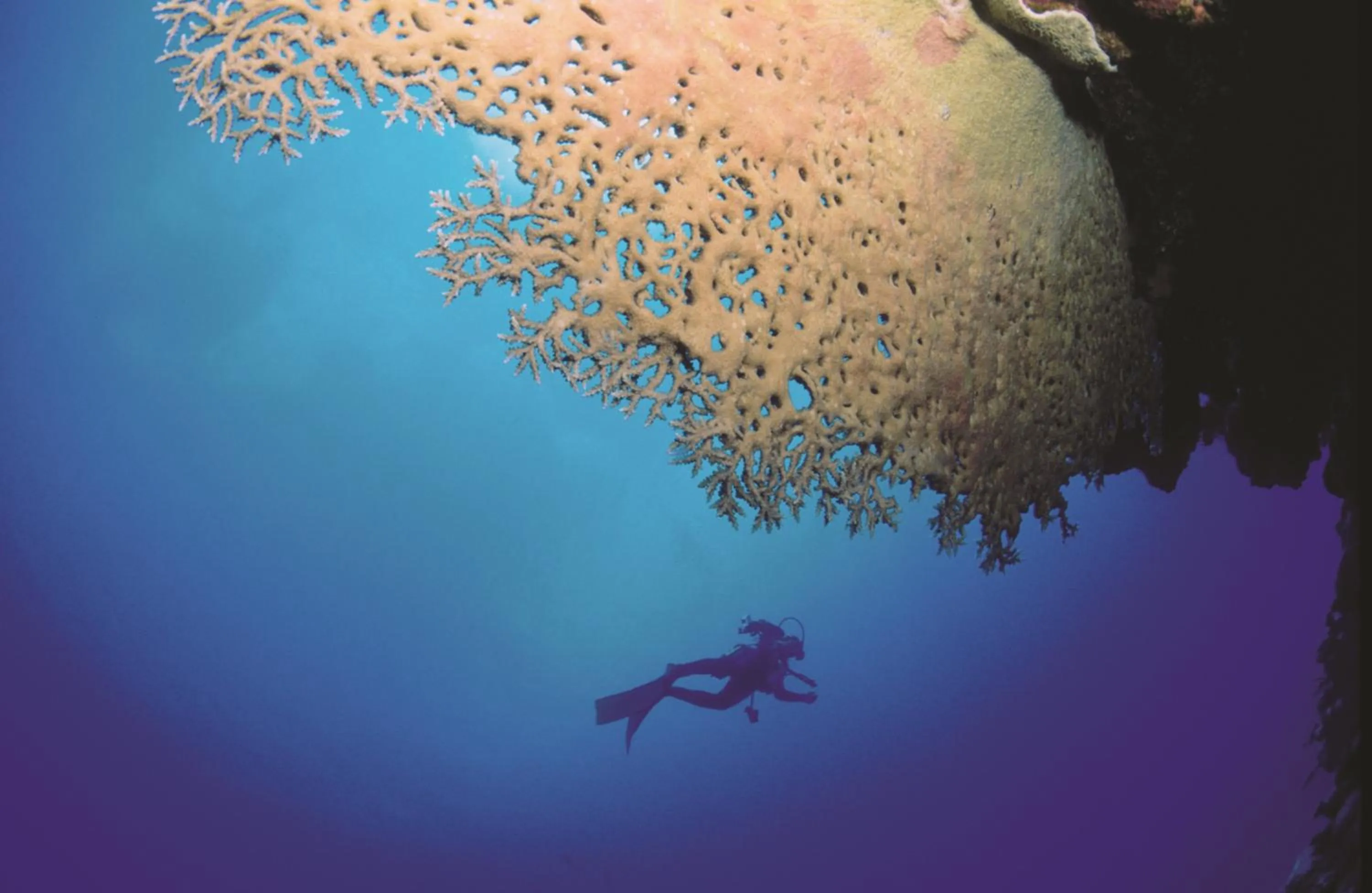 Diving in Cocotiers Hotel - Rodrigues