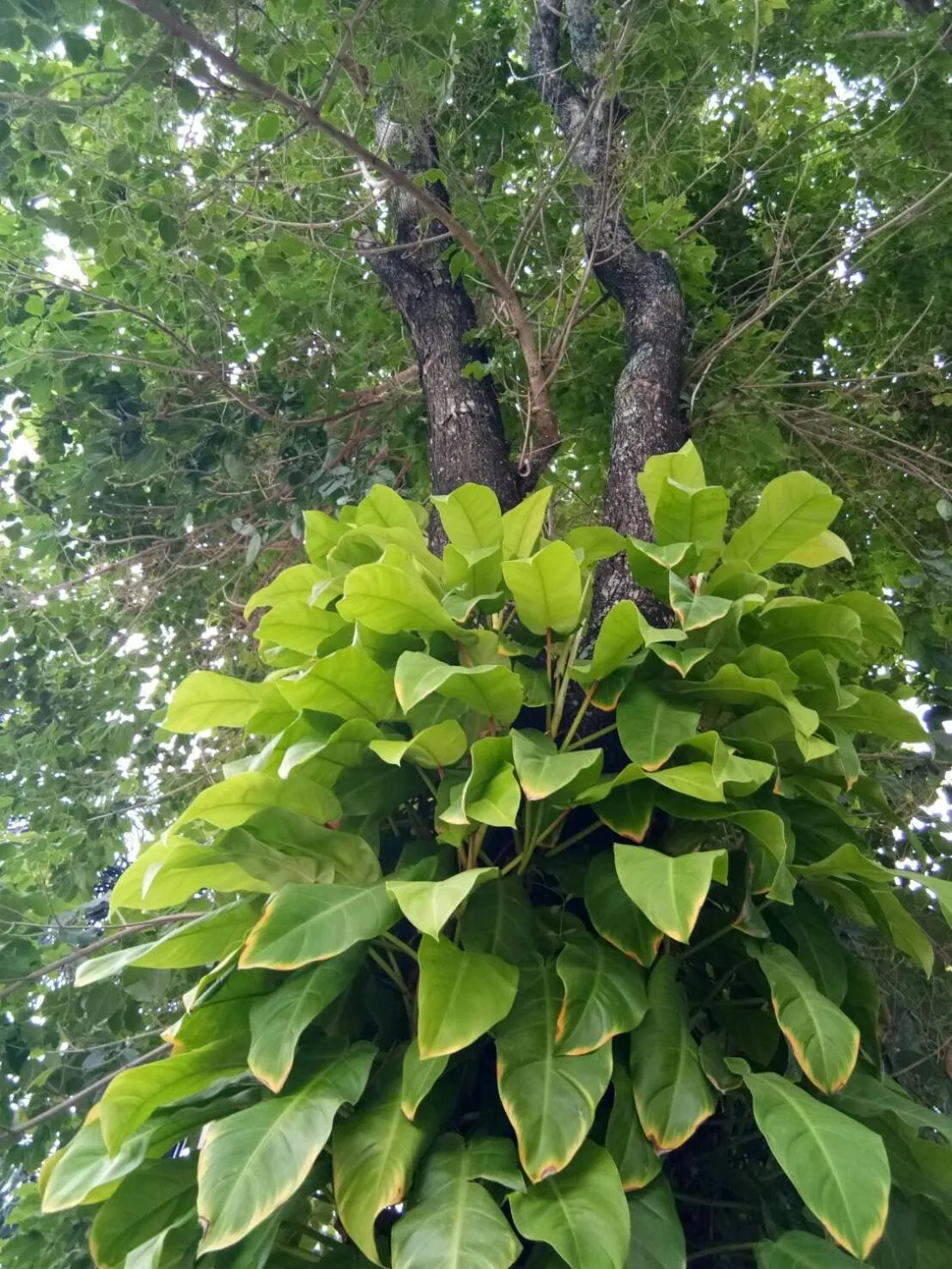 Property building in Sor Kor Sor Resort