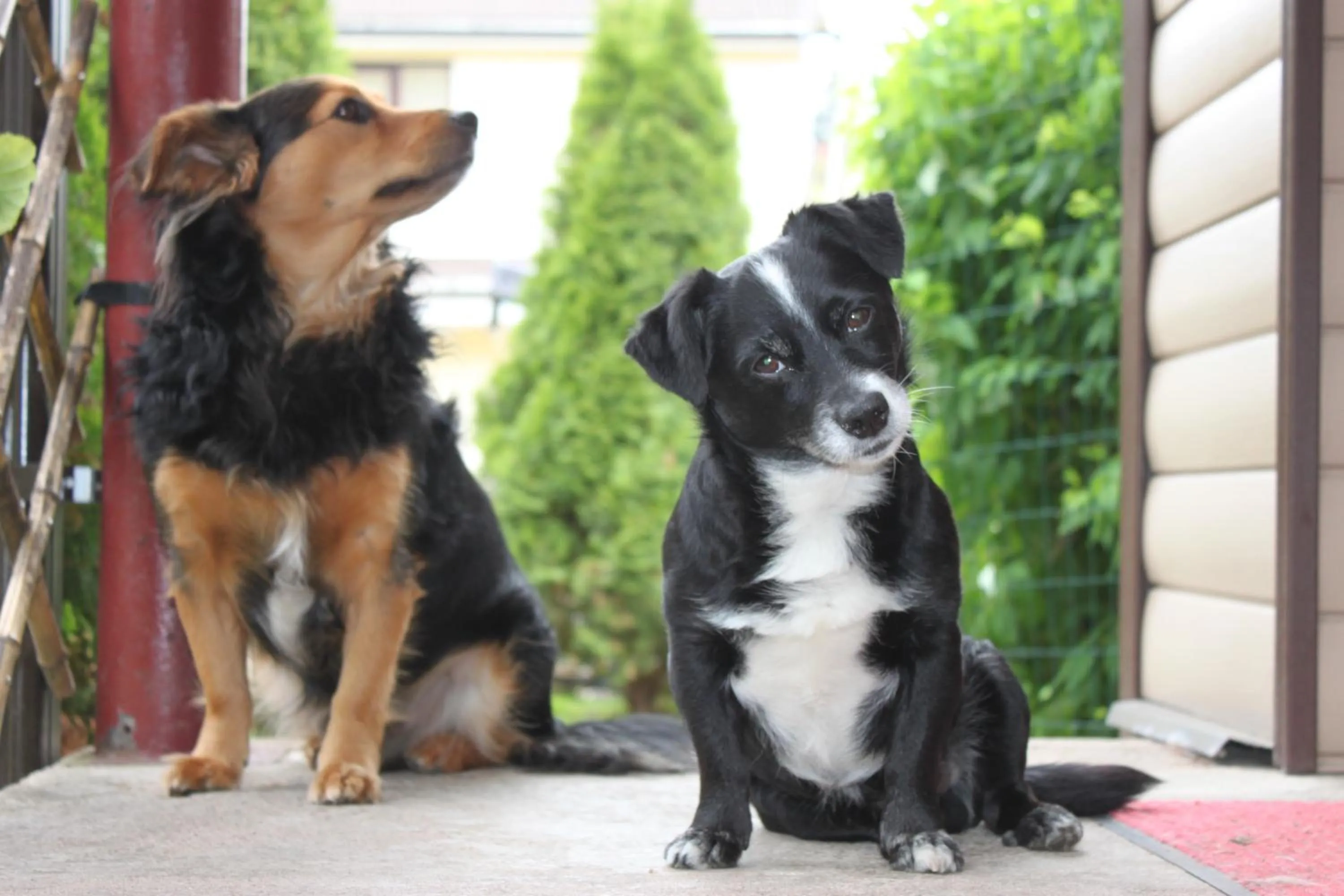 Pets in Hotel Veagles