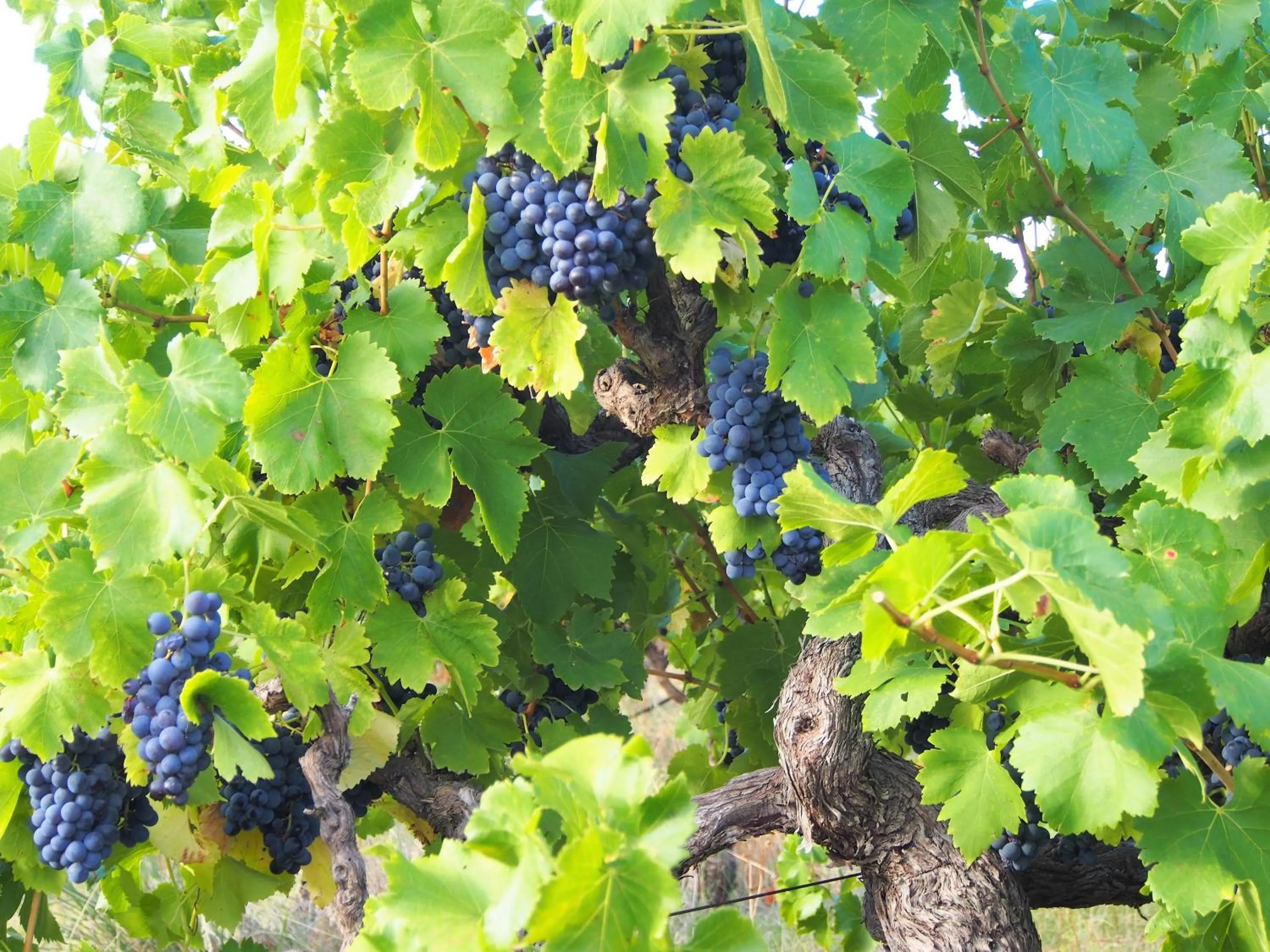 Bed & Breakfast at Tiffany's