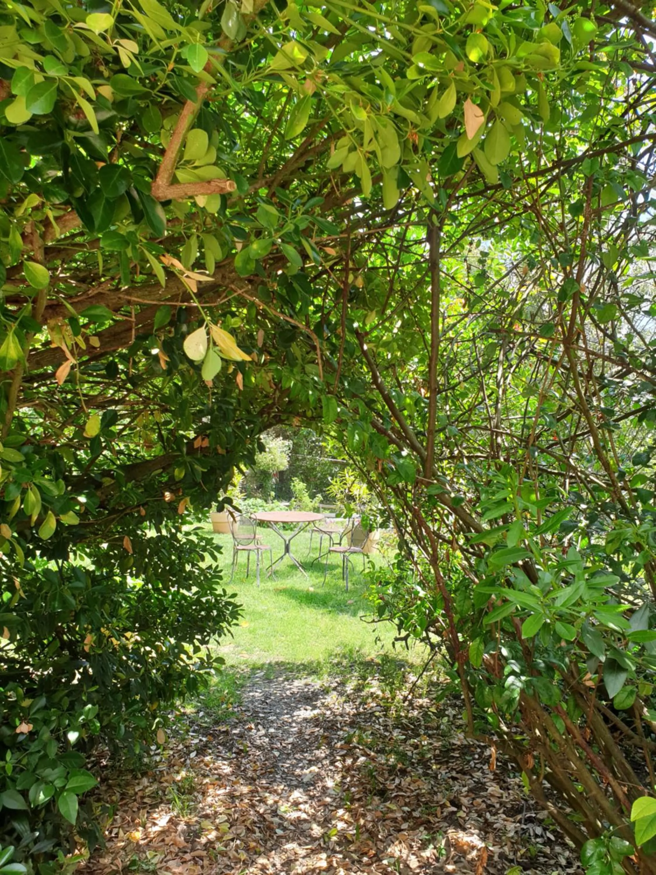 Garden in Ombre Rose