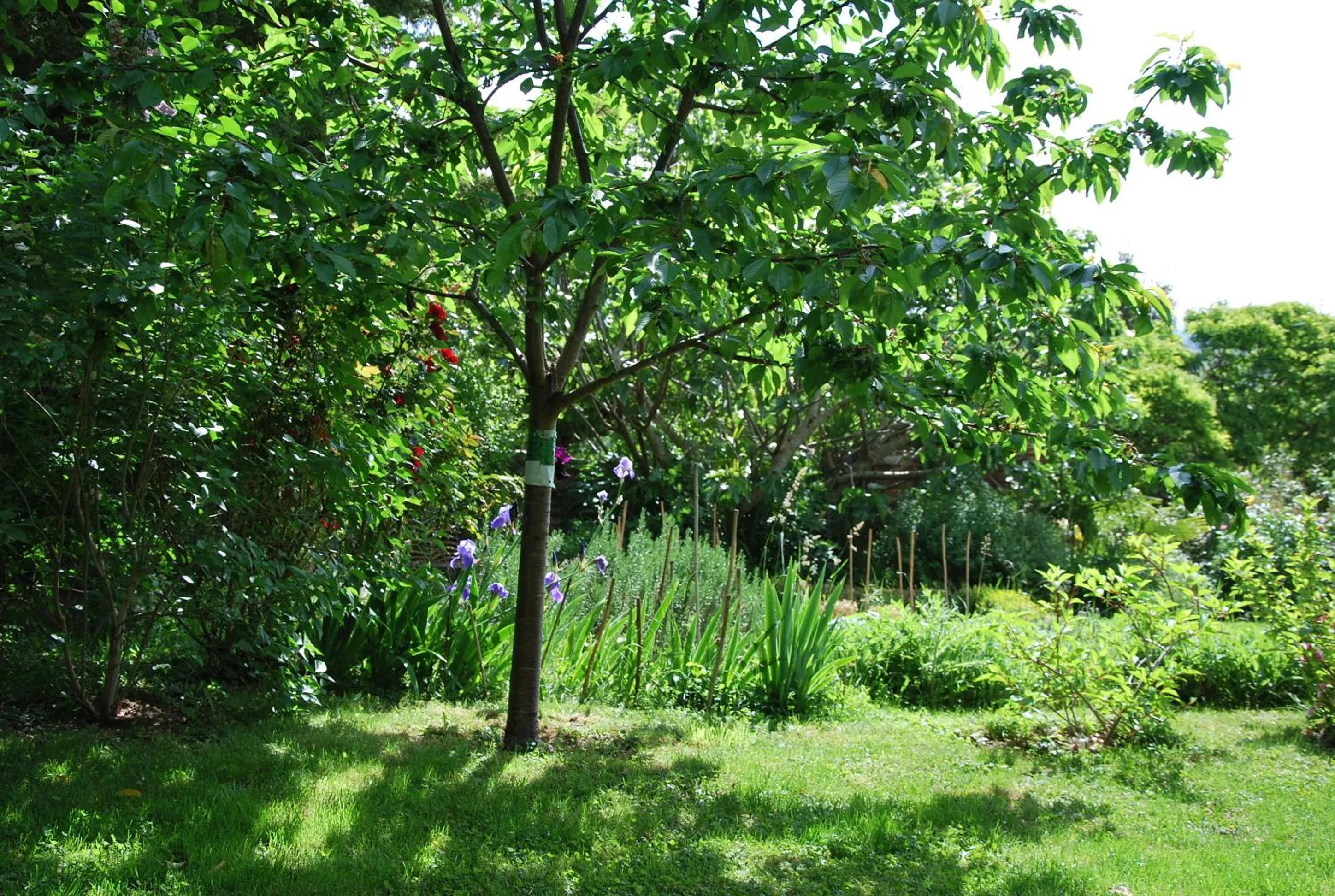 Garden in Ombre Rose