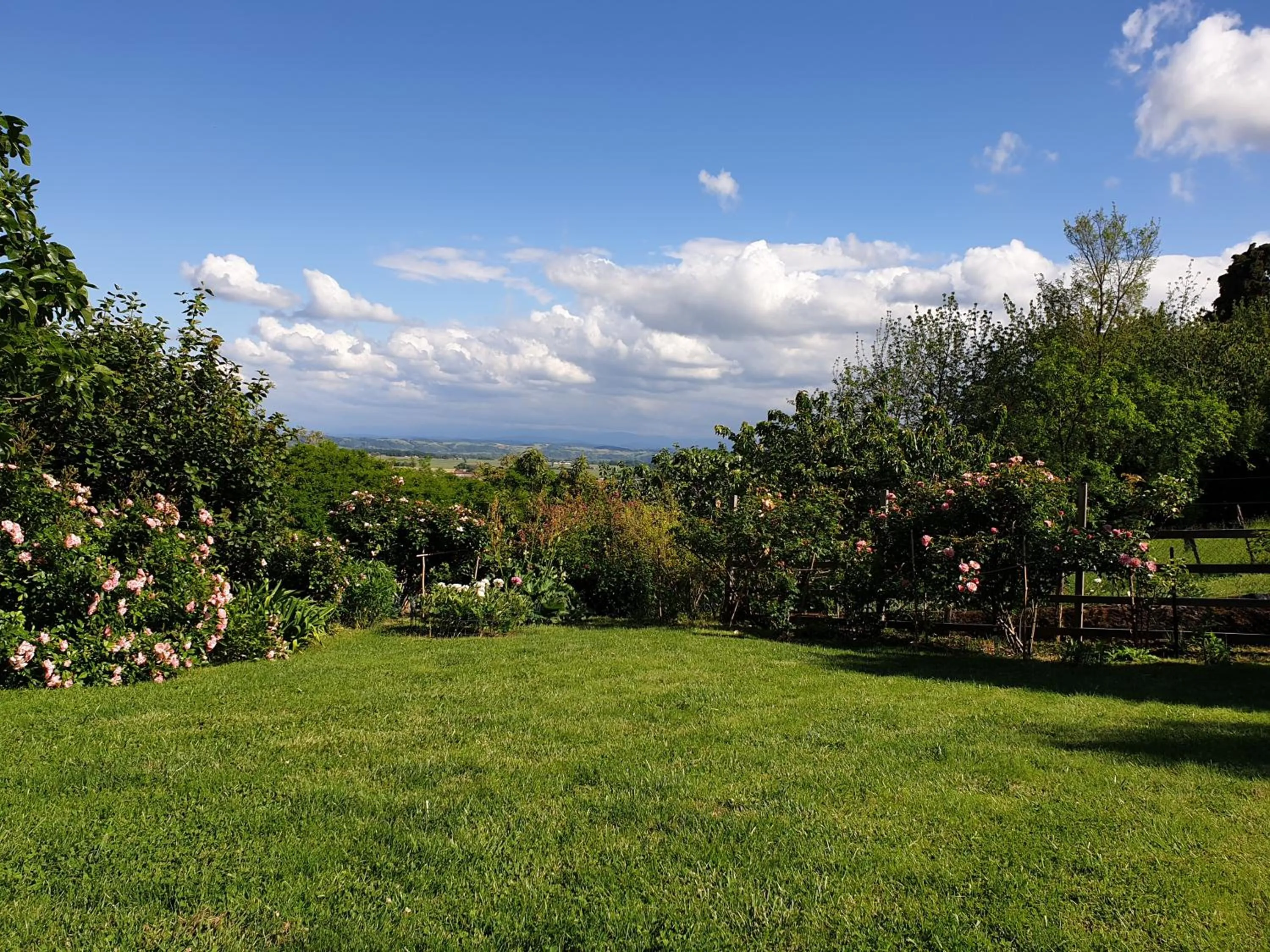 Garden in Ombre Rose