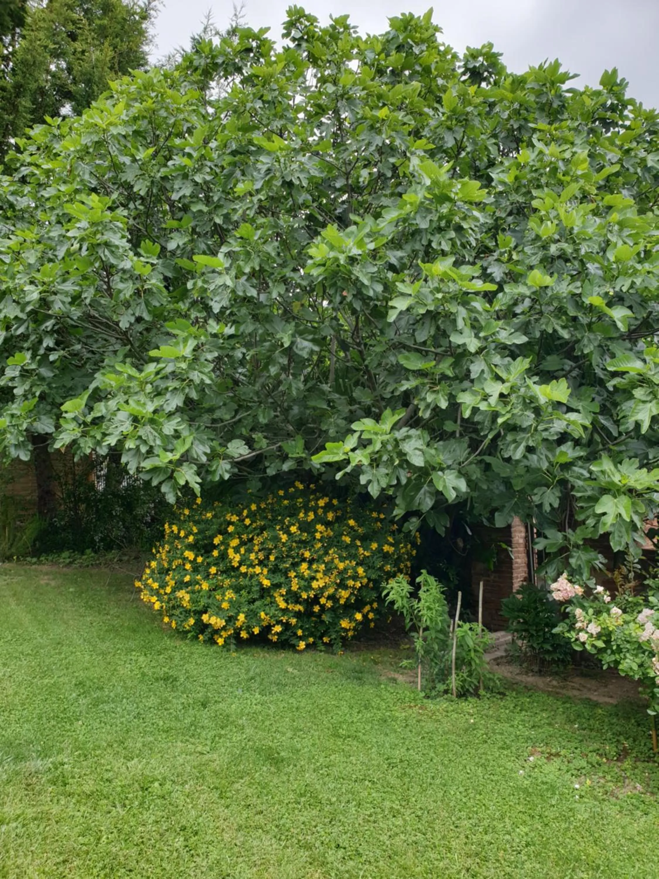 Garden in Ombre Rose