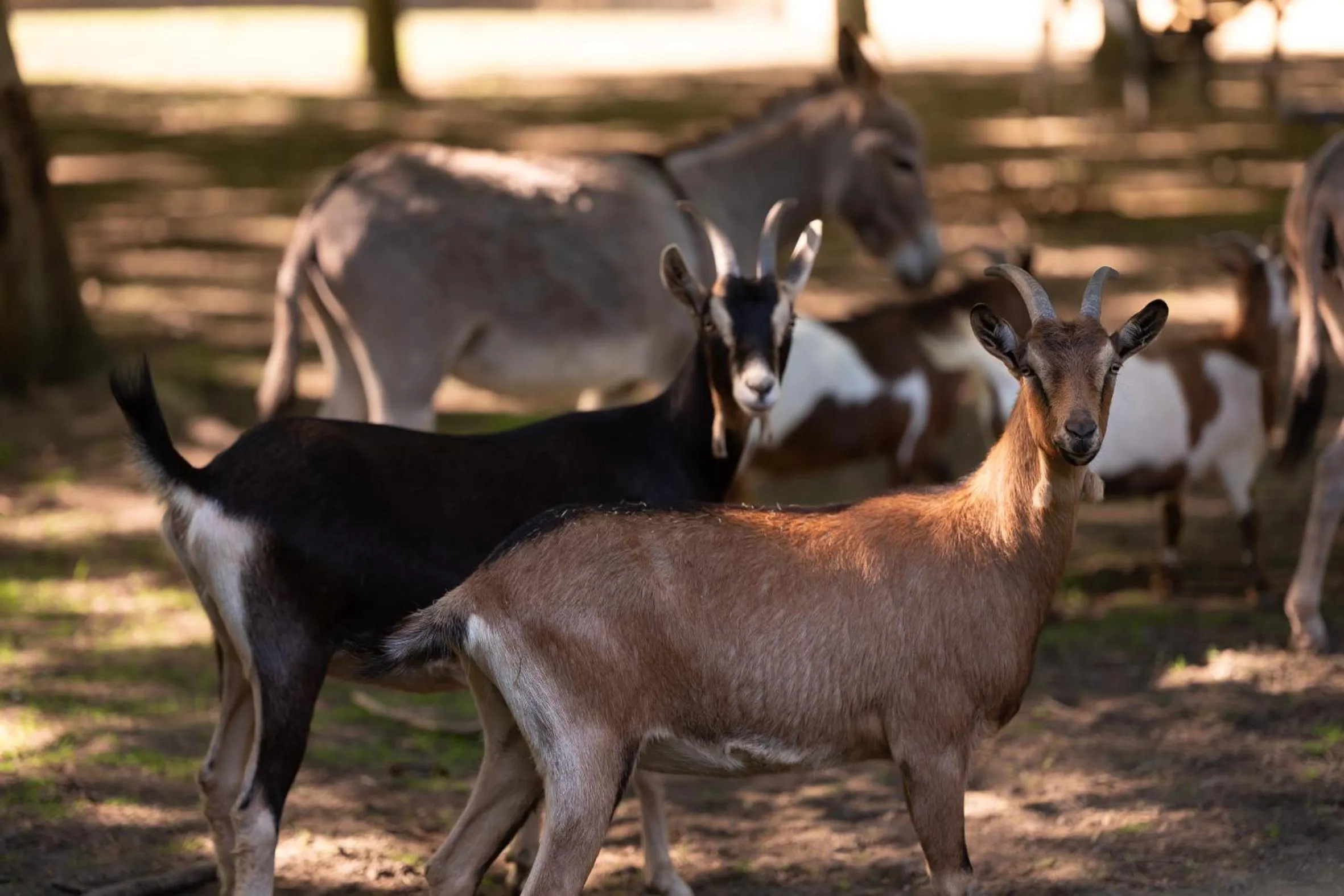 Le Château De Beaulieu
