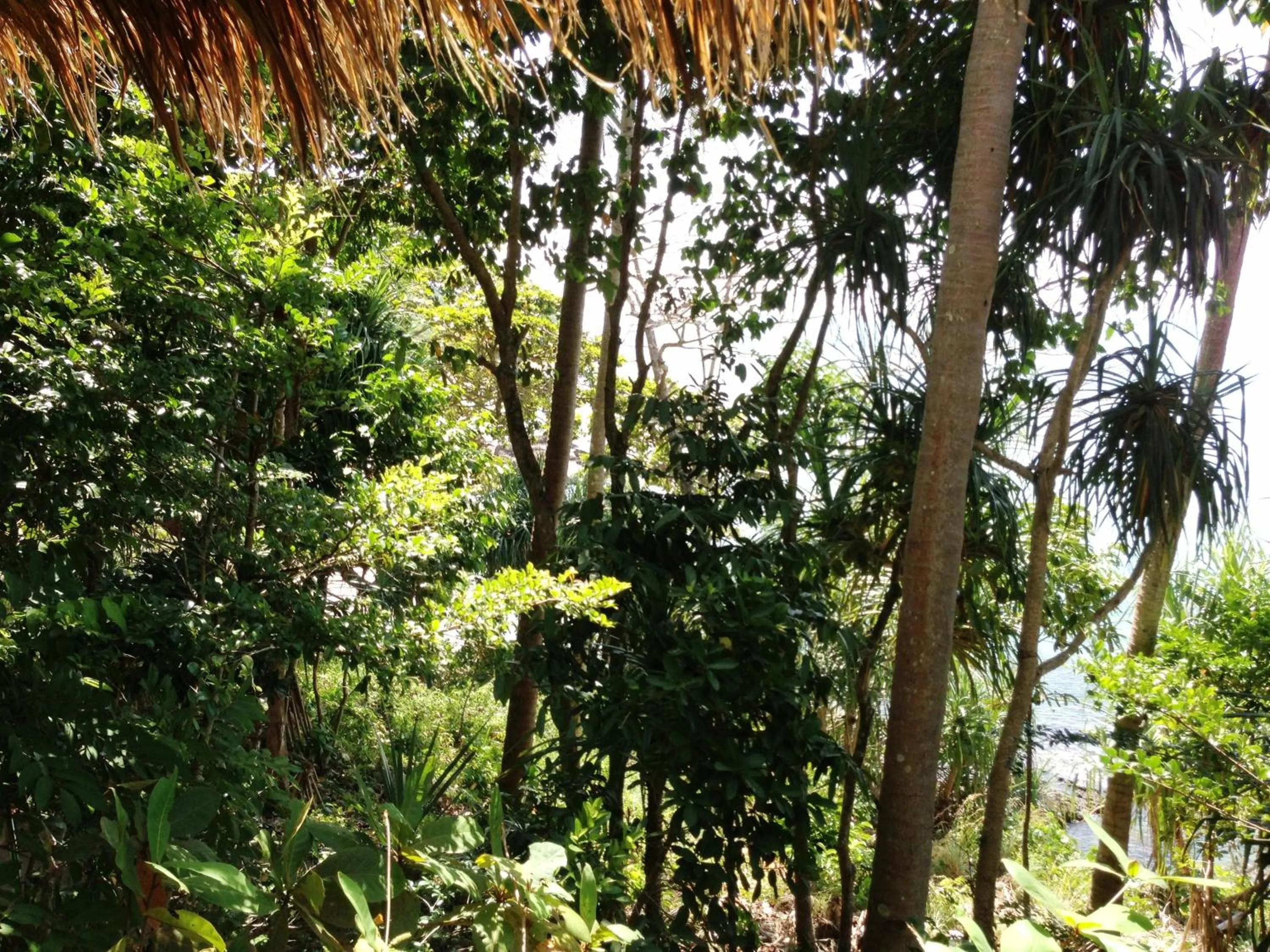 Garden in The Narima - SHA Plus