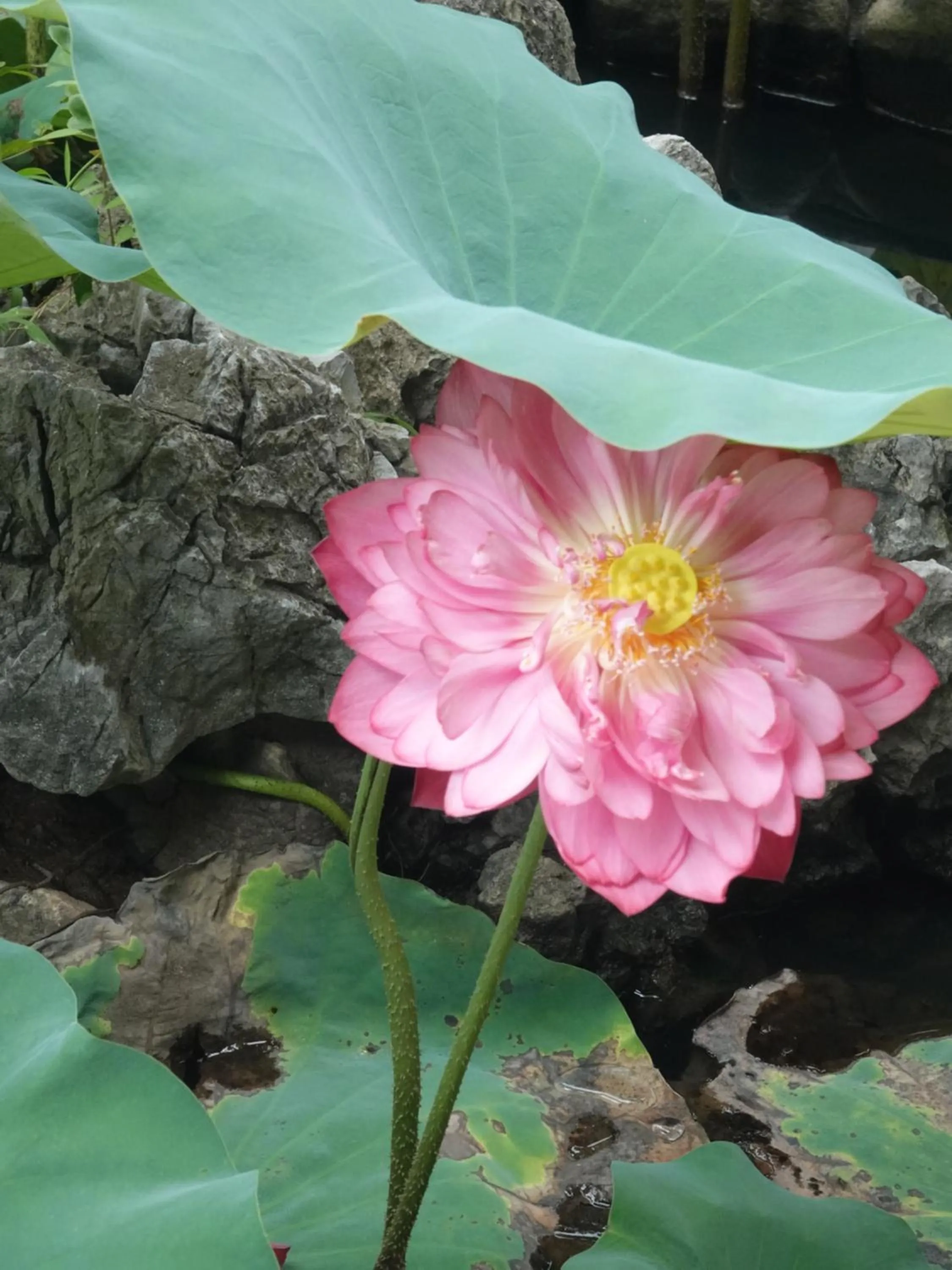 Garden in Yangshuo Xiao Long River Hotel