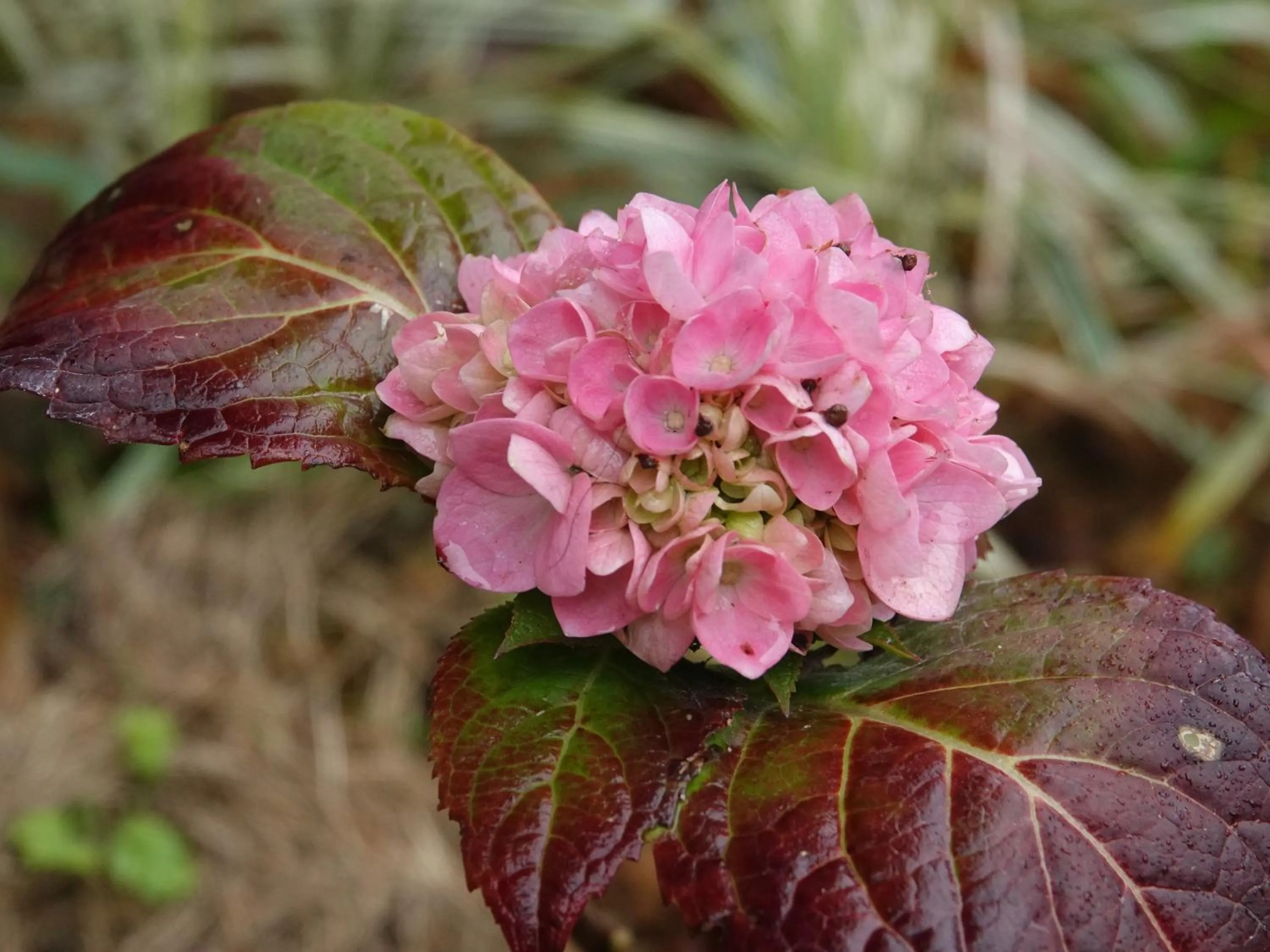 Garden in Yangshuo Xiao Long River Hotel