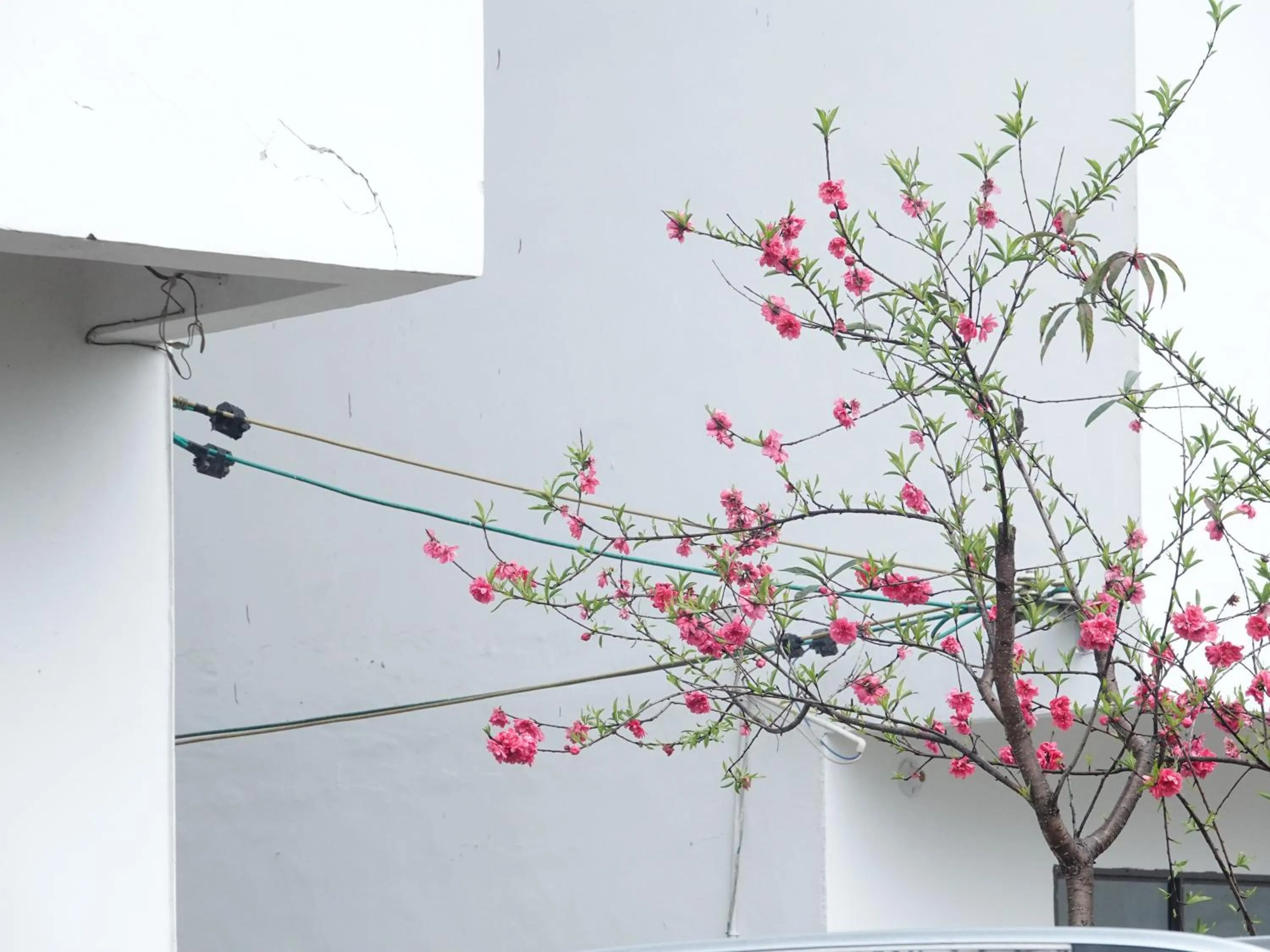 Garden view in Yangshuo Xiao Long River Hotel