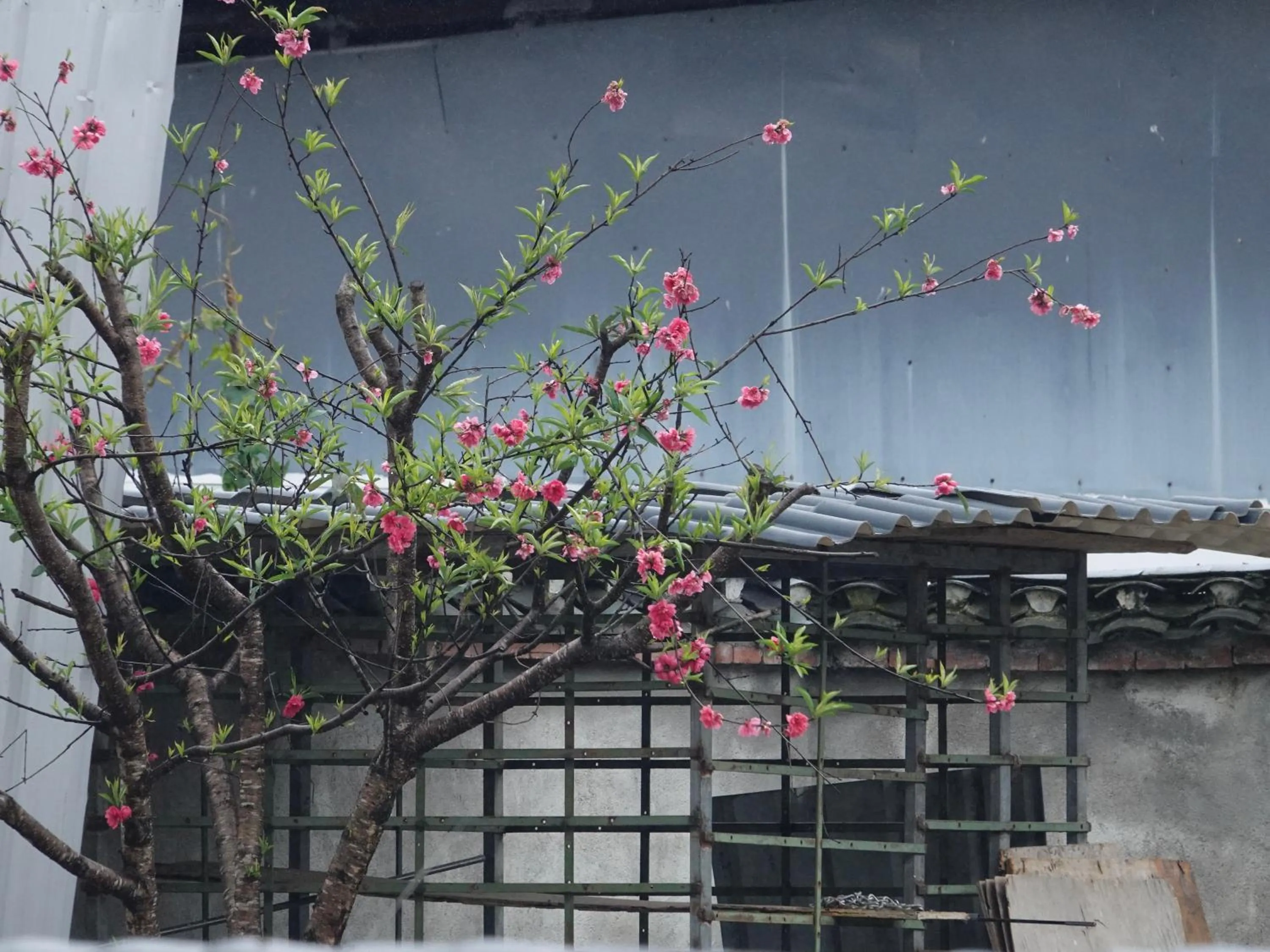 Garden view in Yangshuo Xiao Long River Hotel