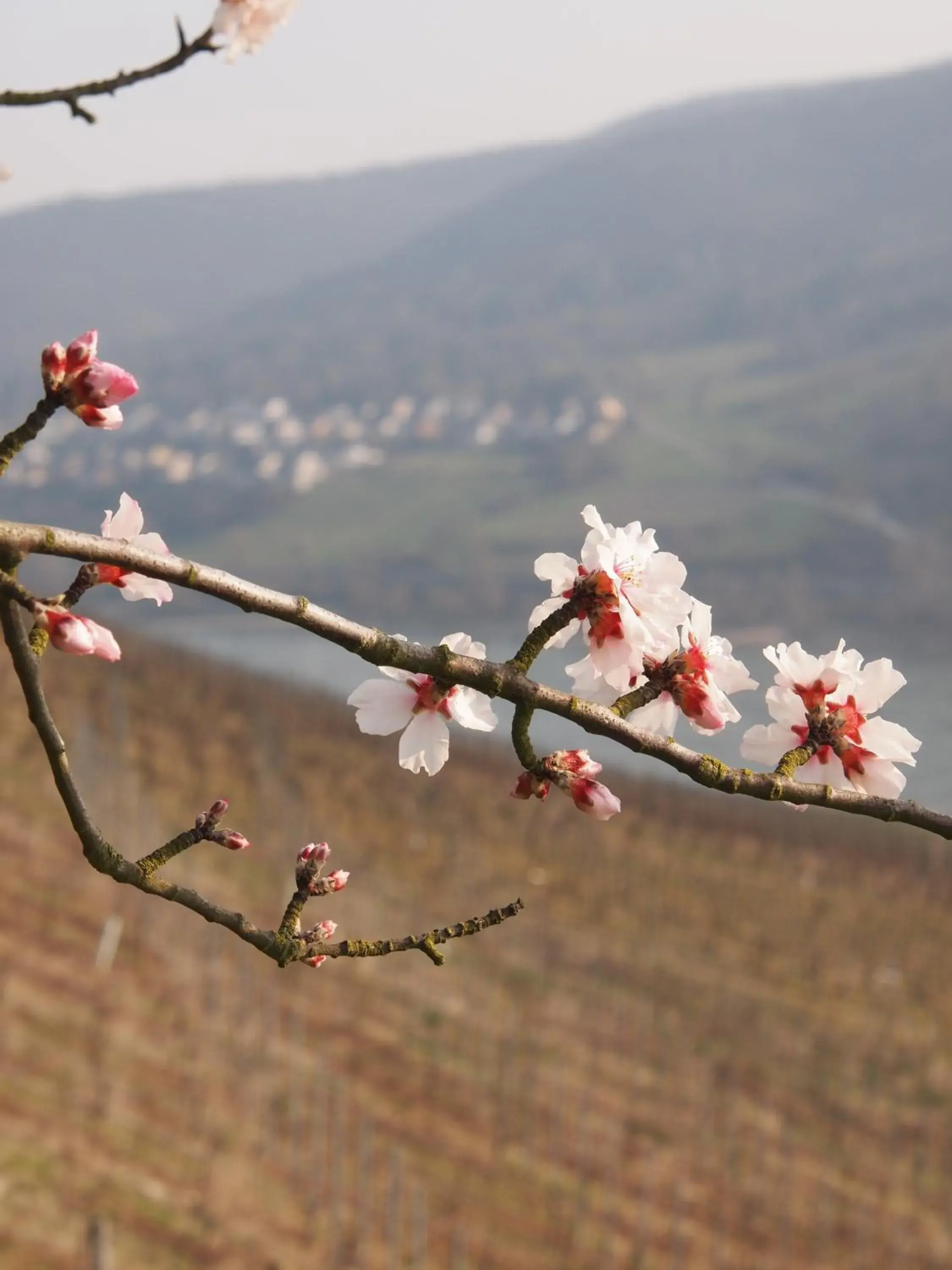 Gastehaus Weingut Rossler Gastehaus Weingut Rossler