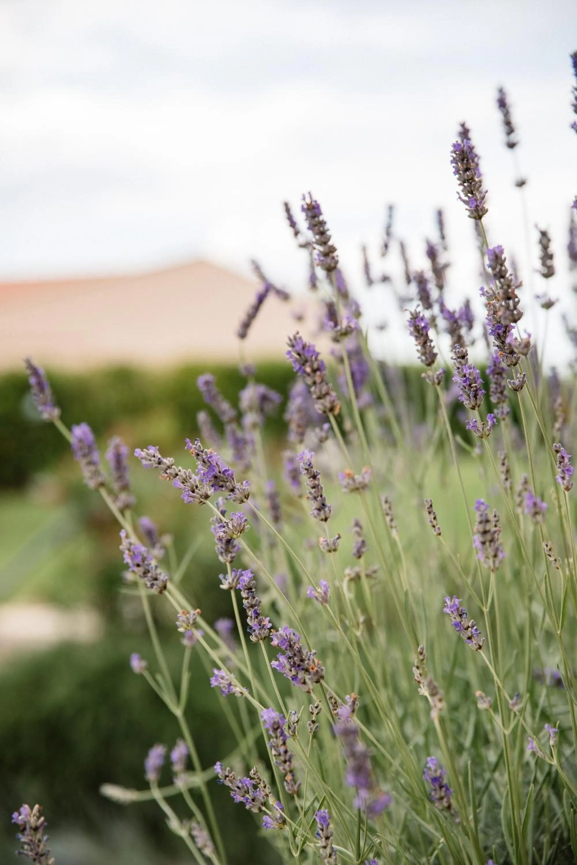 Day in Villa Mascitti B&B Tortoreto Alto