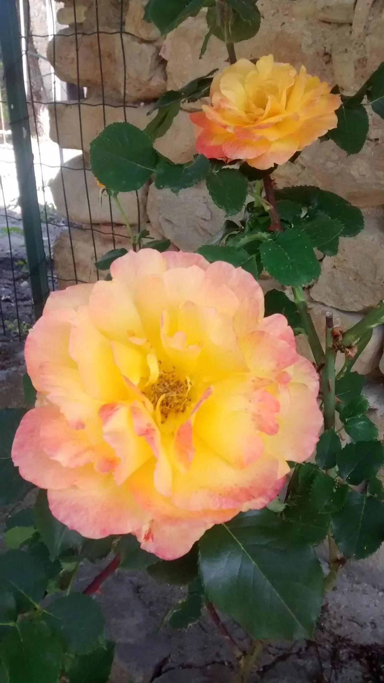 Garden in La Pomella