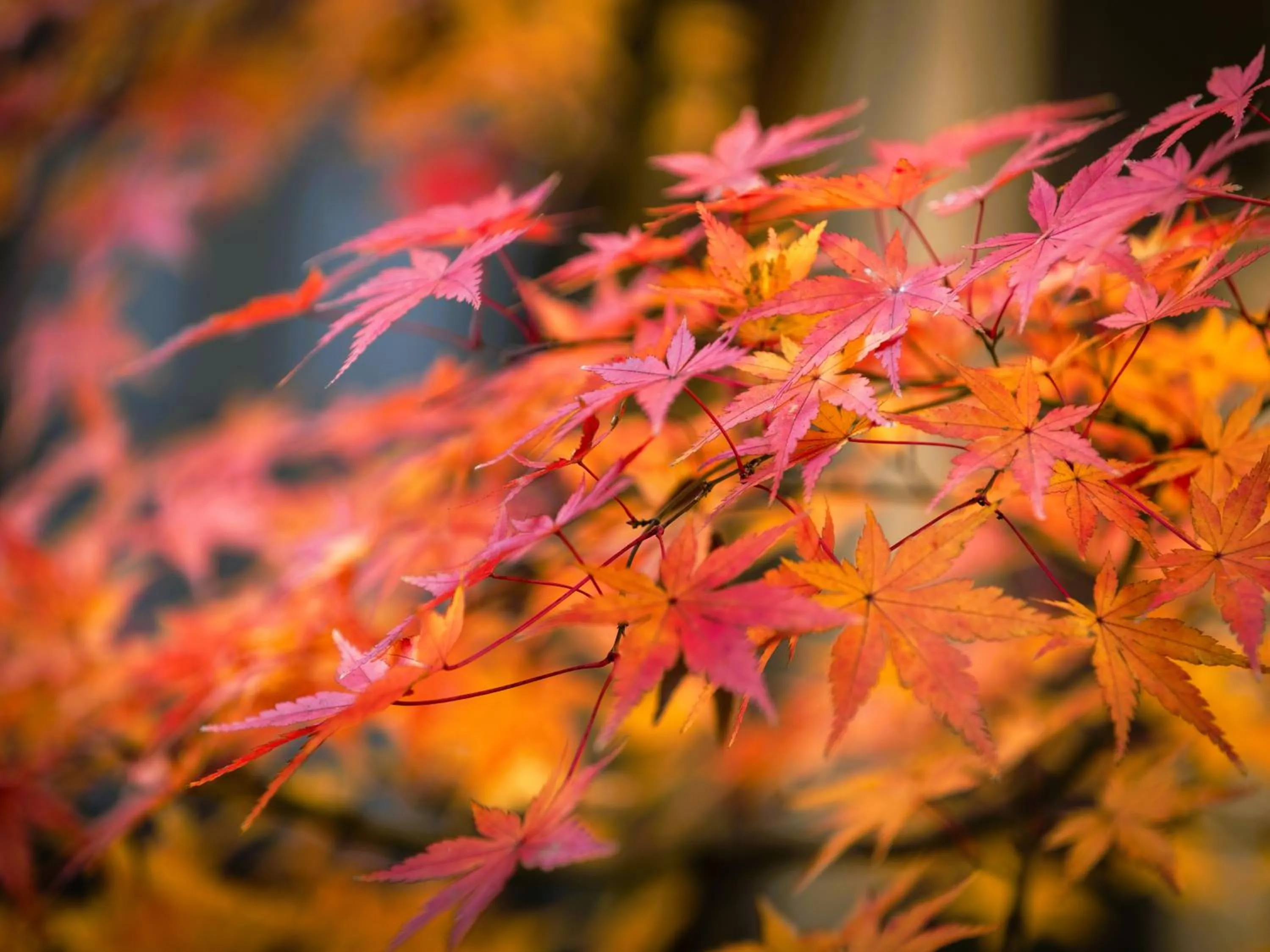 Garden in Hotaru no Yado Sendou