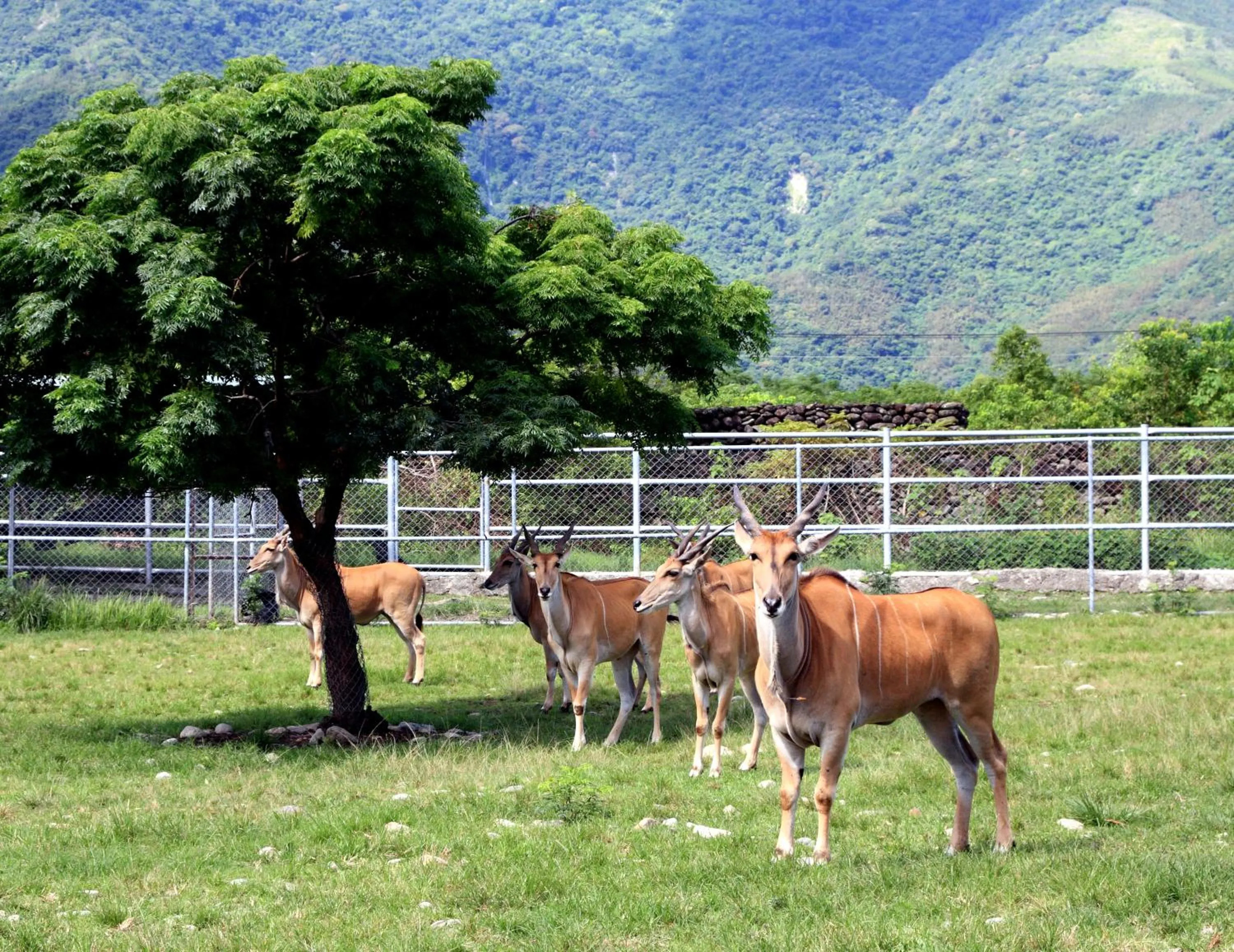 Chinshang Pastoral Farm Resort