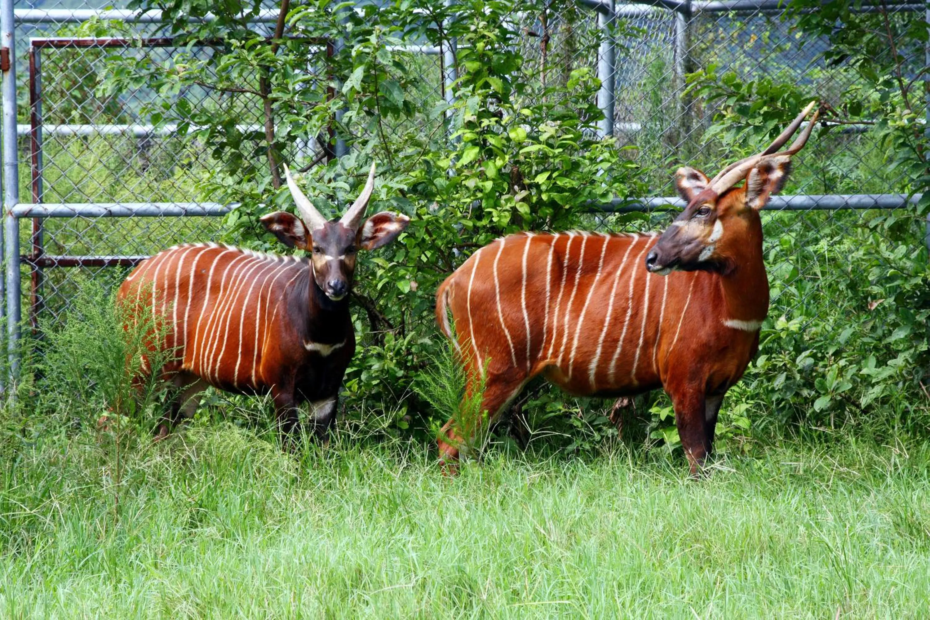 Chinshang Pastoral Farm Resort