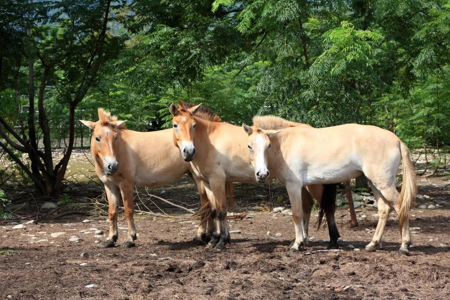 Chinshang Pastoral Farm Resort