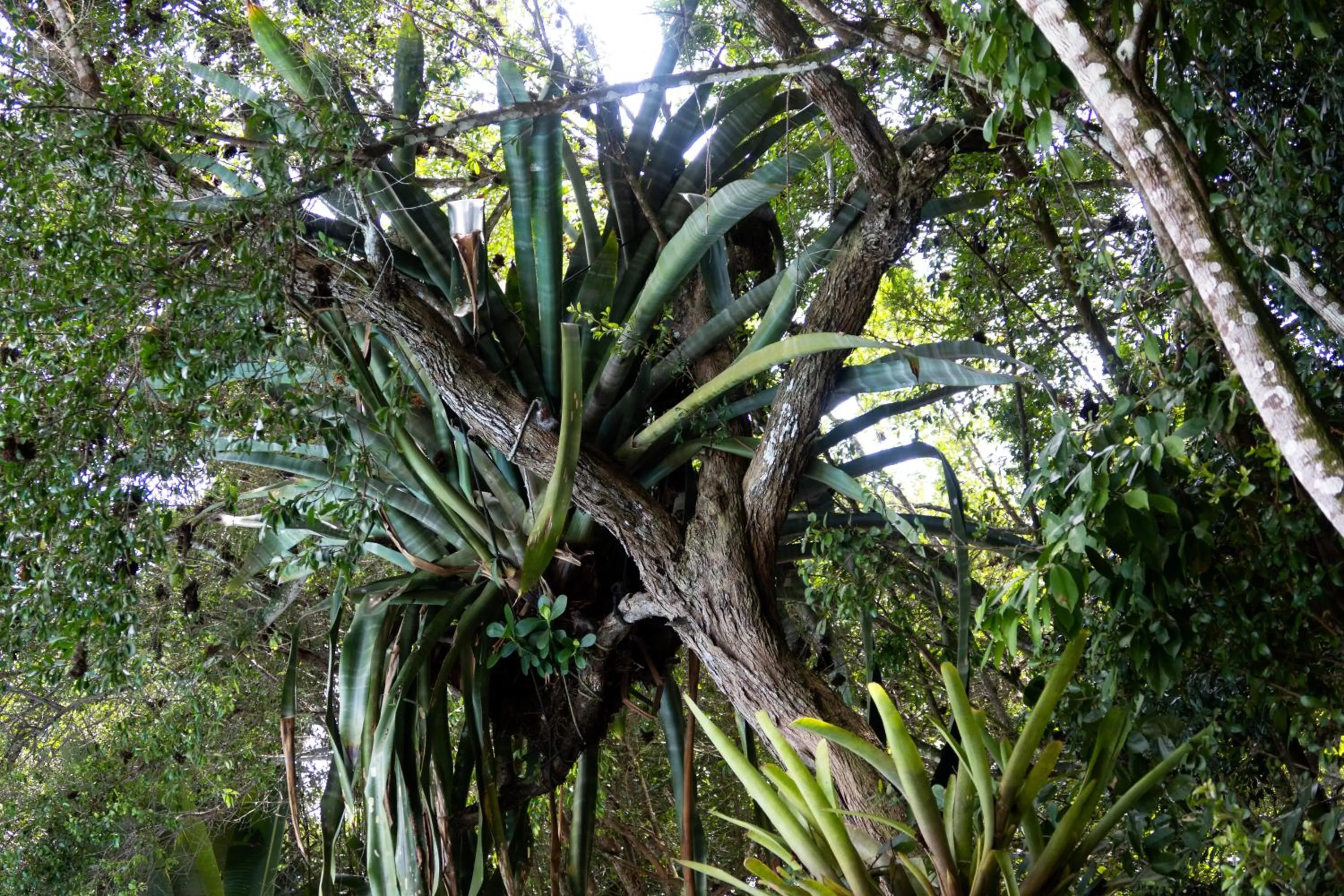 Natural landscape in Pousada Aguas Claras