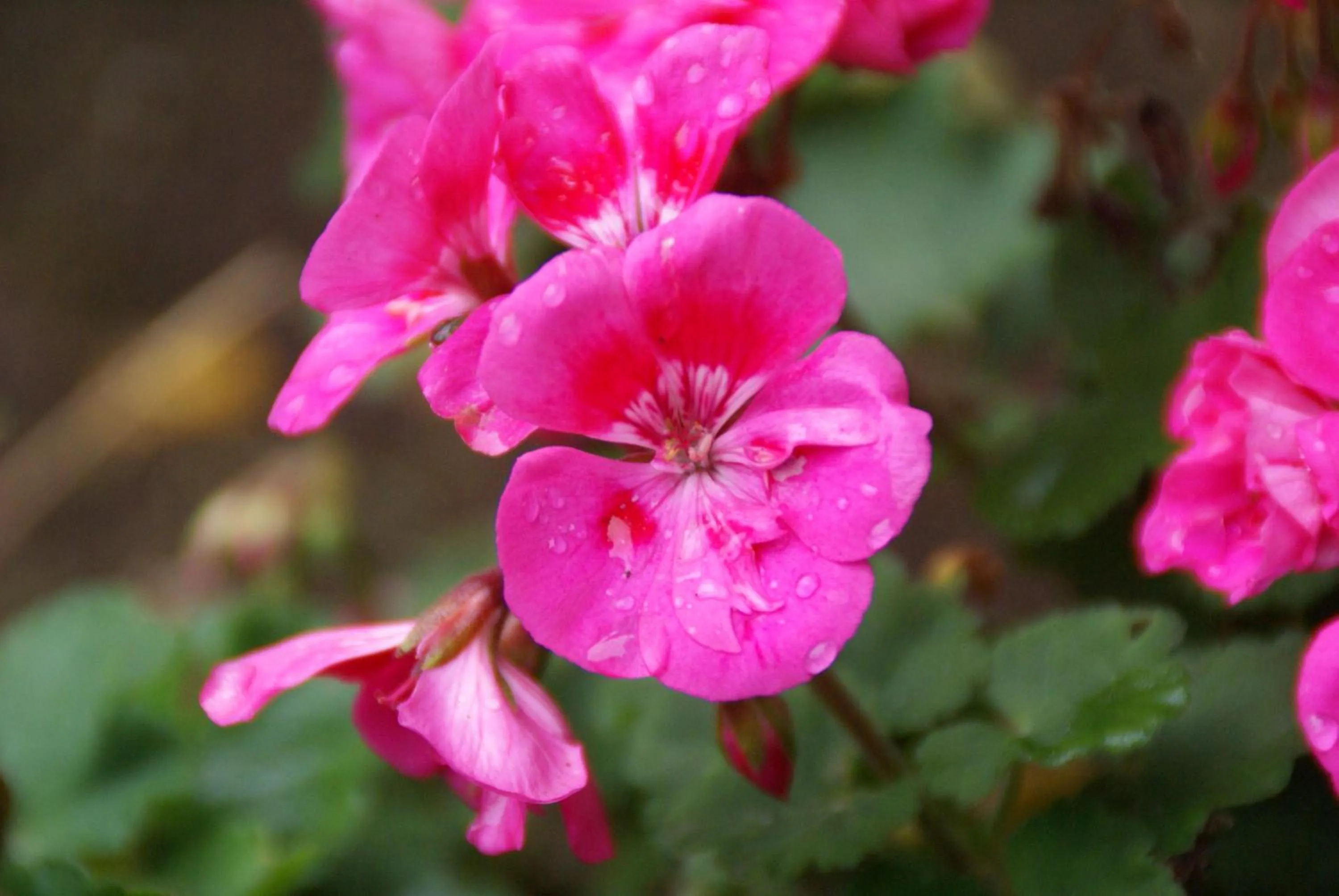 Garden in Hôtel Des Deux Mers