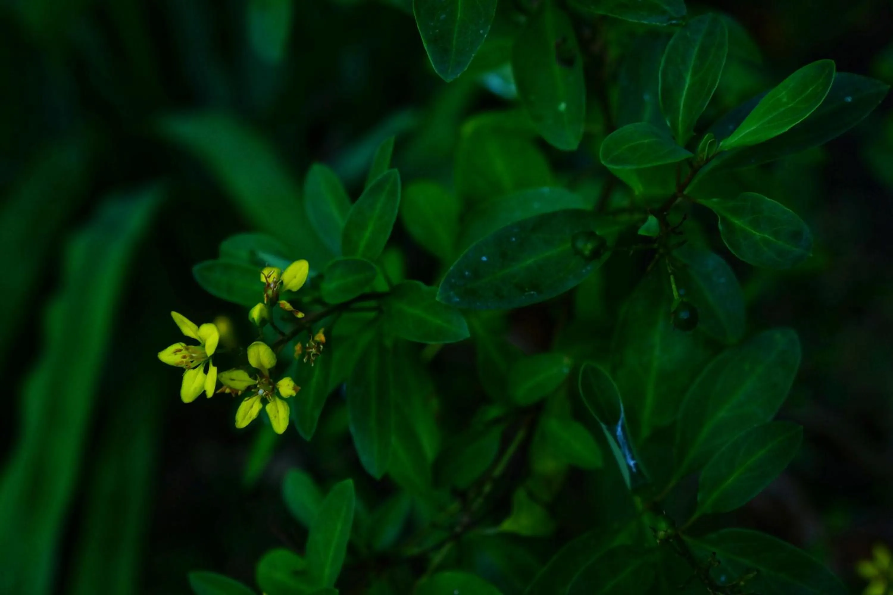 Garden view in Sunrise Cottage