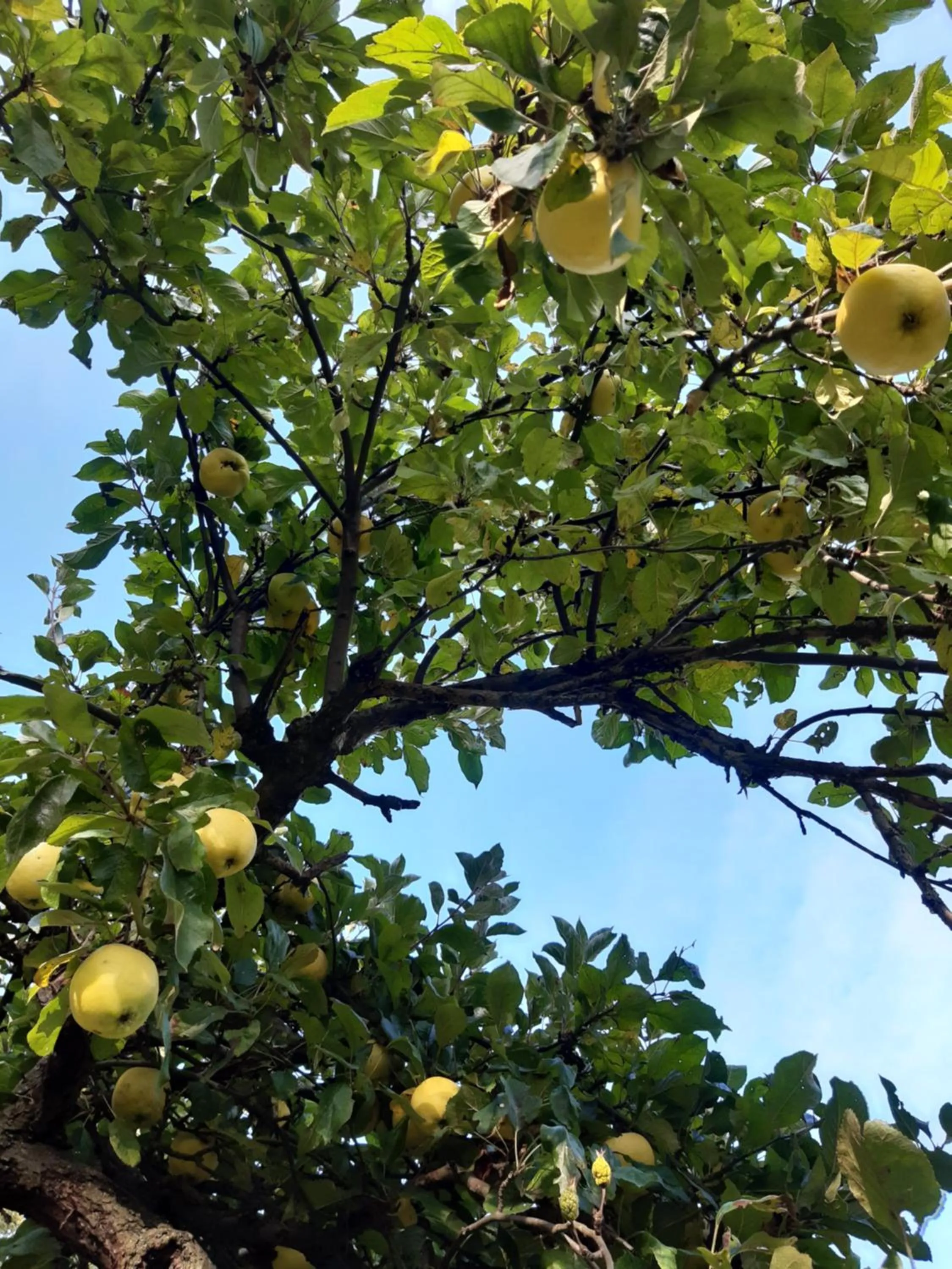 Garden in Dworek Natury