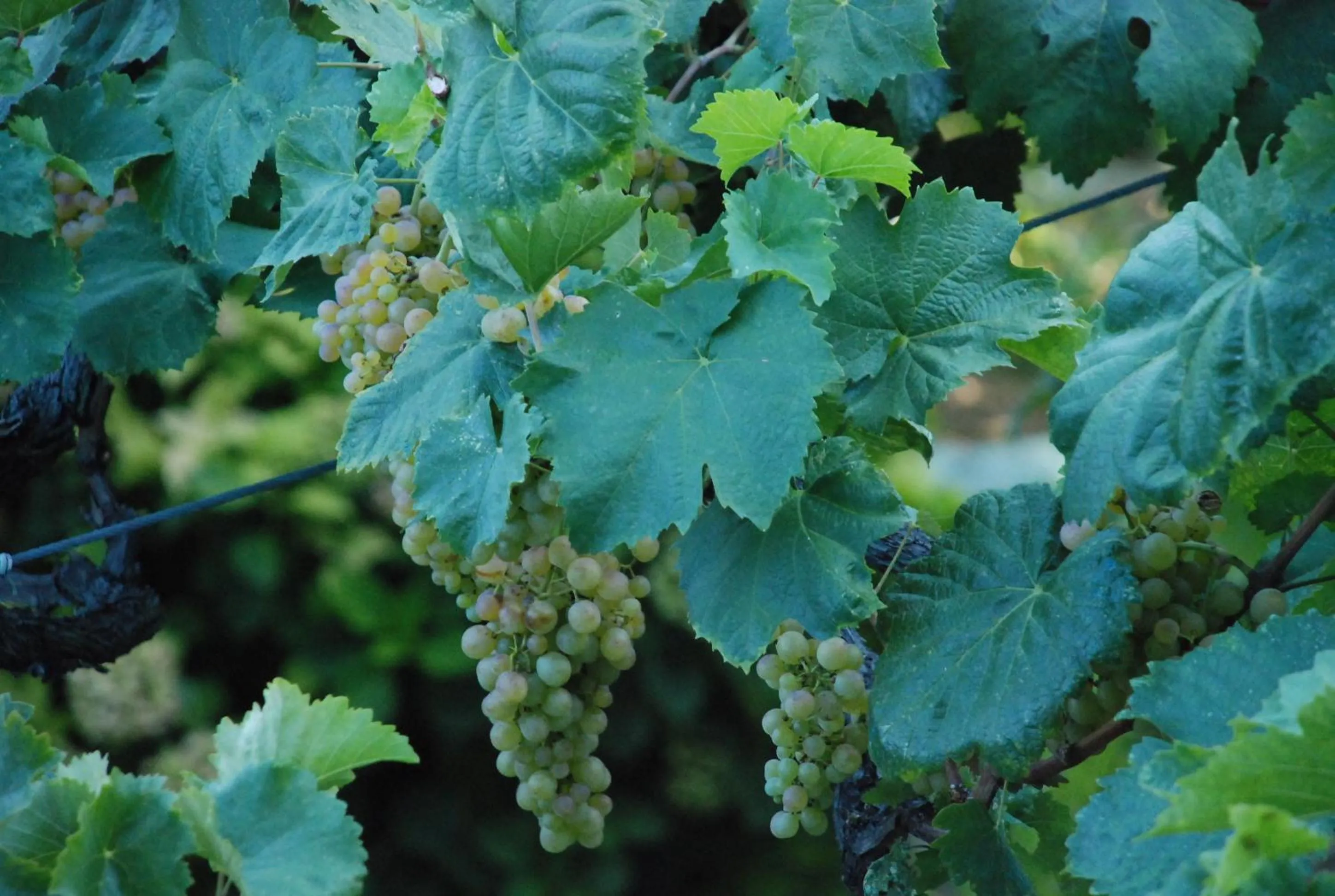 Garden in Hotel Agnadi - Horefto