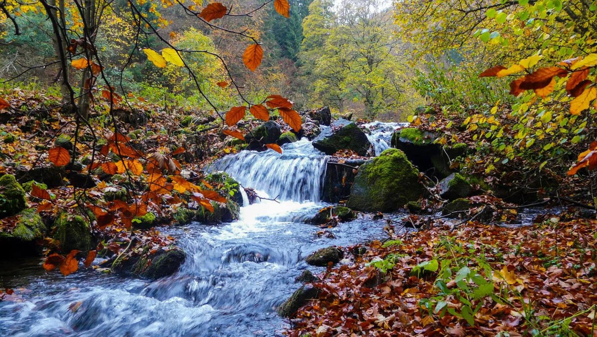 Natural landscape in Familien-Hotel Am Tränkbachtal Frauenwald