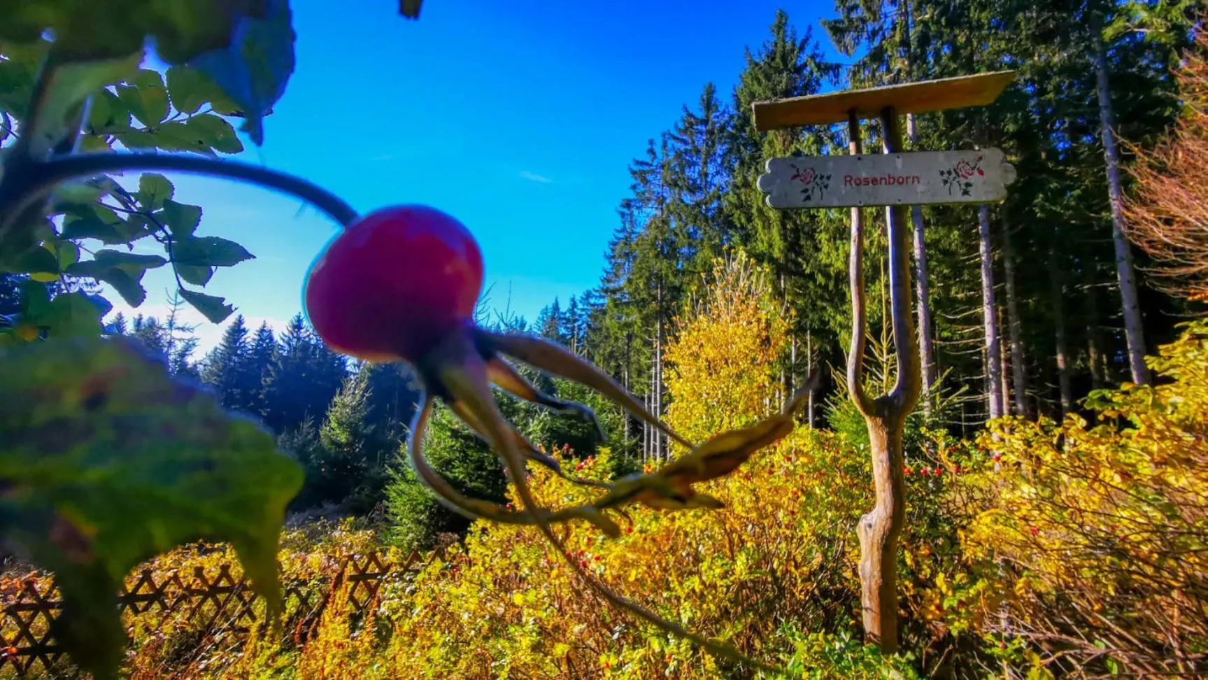 Hiking in Familien-Hotel Am Tränkbachtal Frauenwald