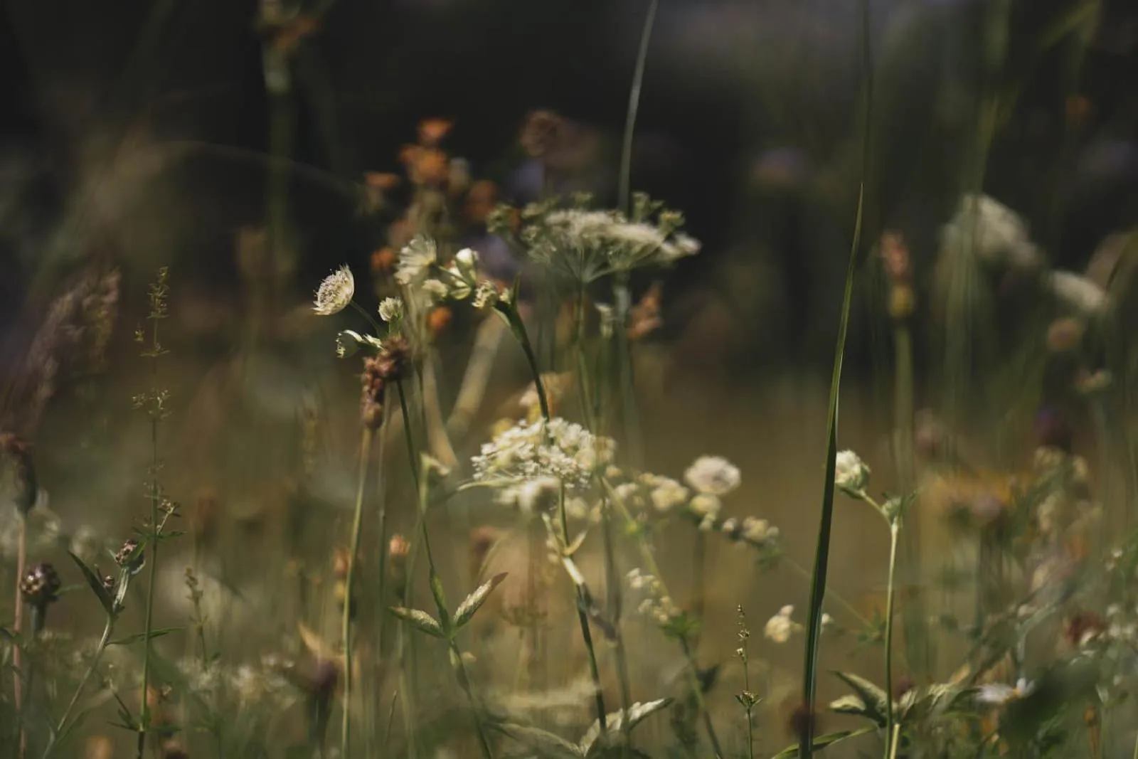 Spring in Bergrose Hideaway