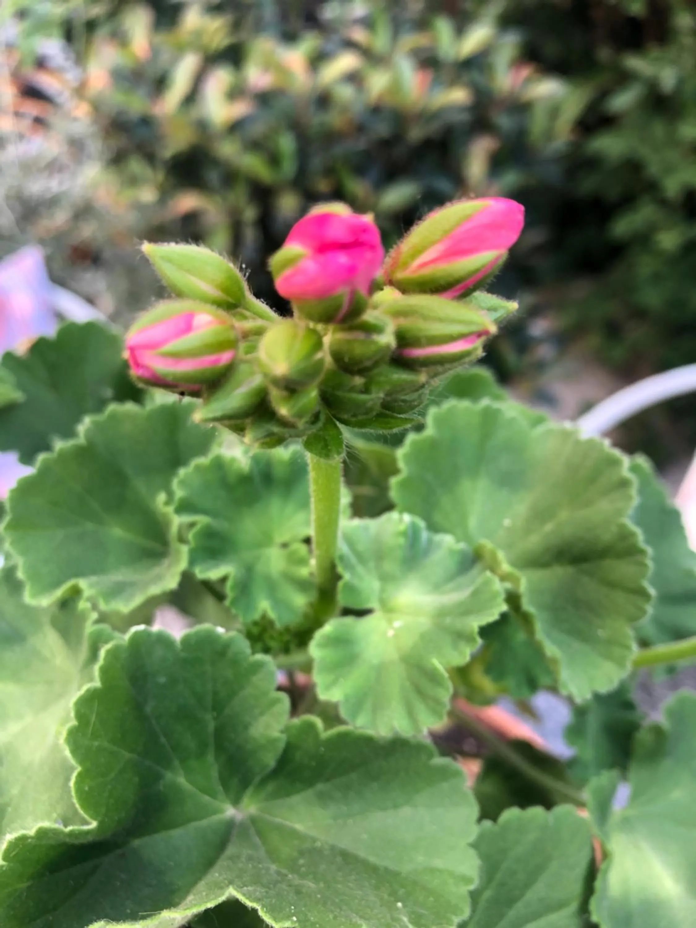 Garden in ACasaMia WelcHome Hotel