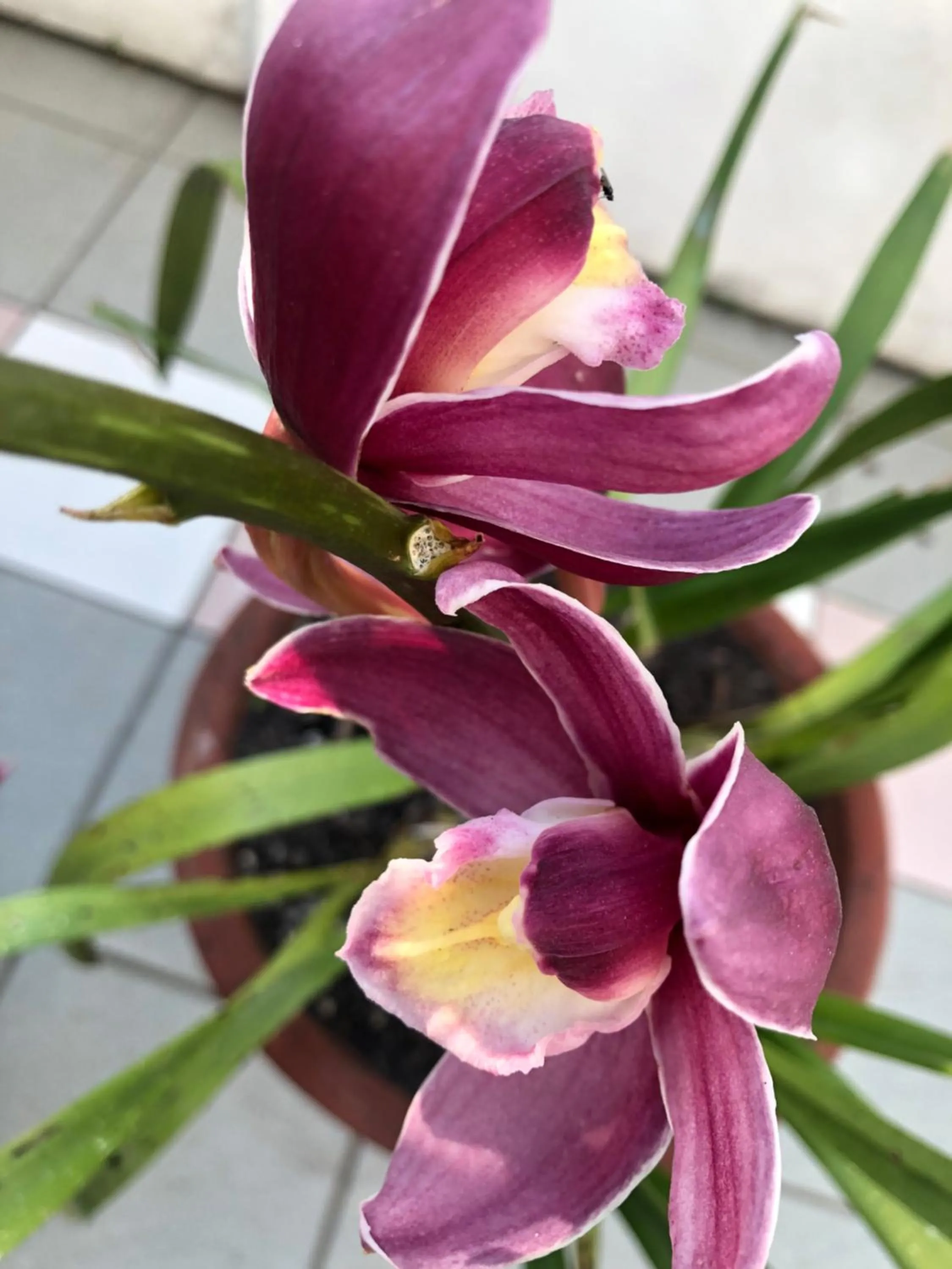 Garden in ACasaMia WelcHome Hotel