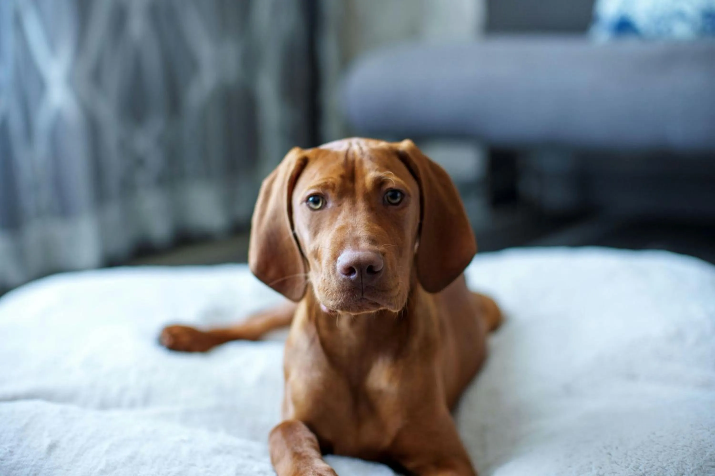 Photo of the whole room in Renaissance Los Angeles Airport Hotel