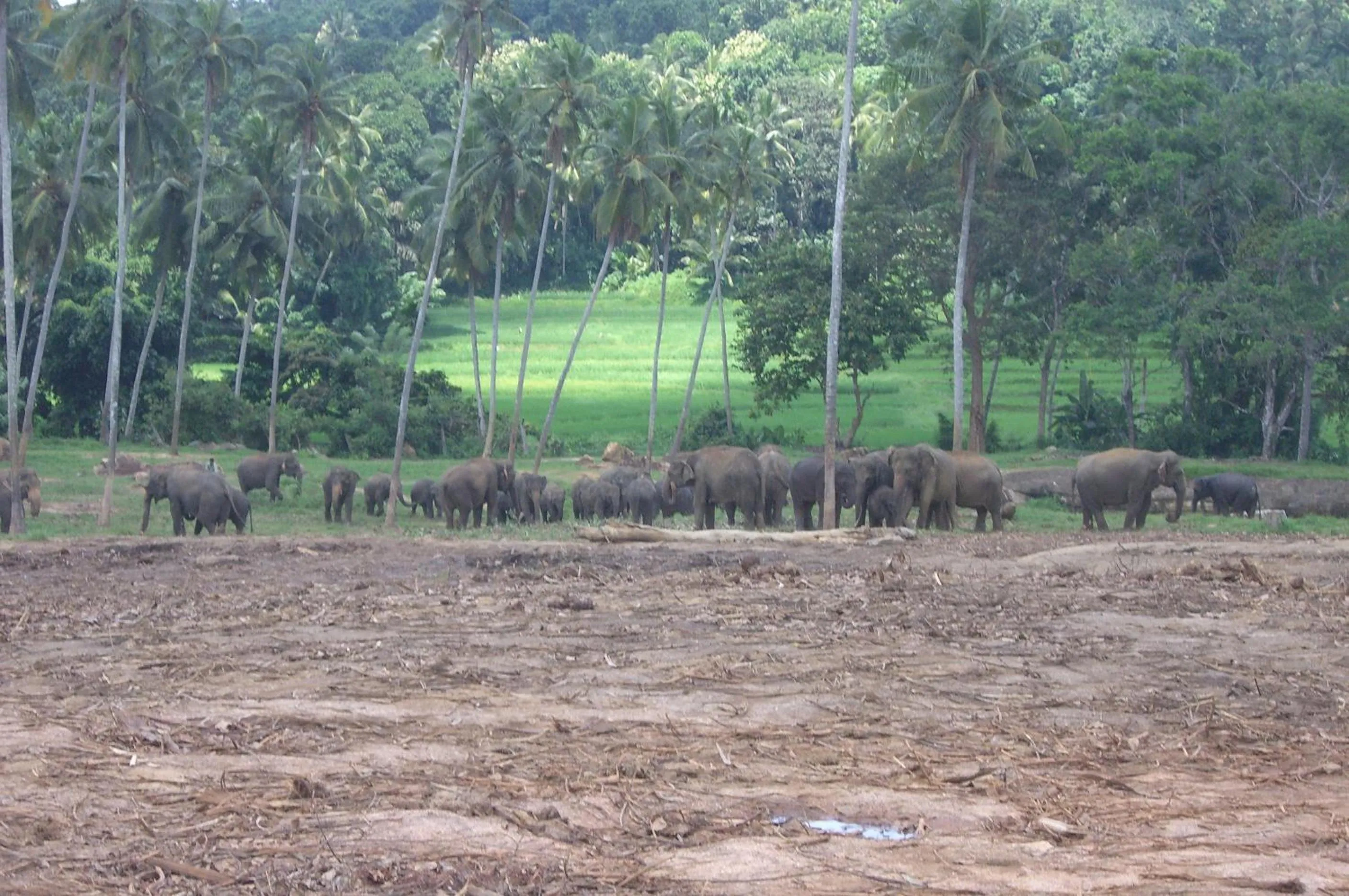 Animals in Risenlak Holiday Resort