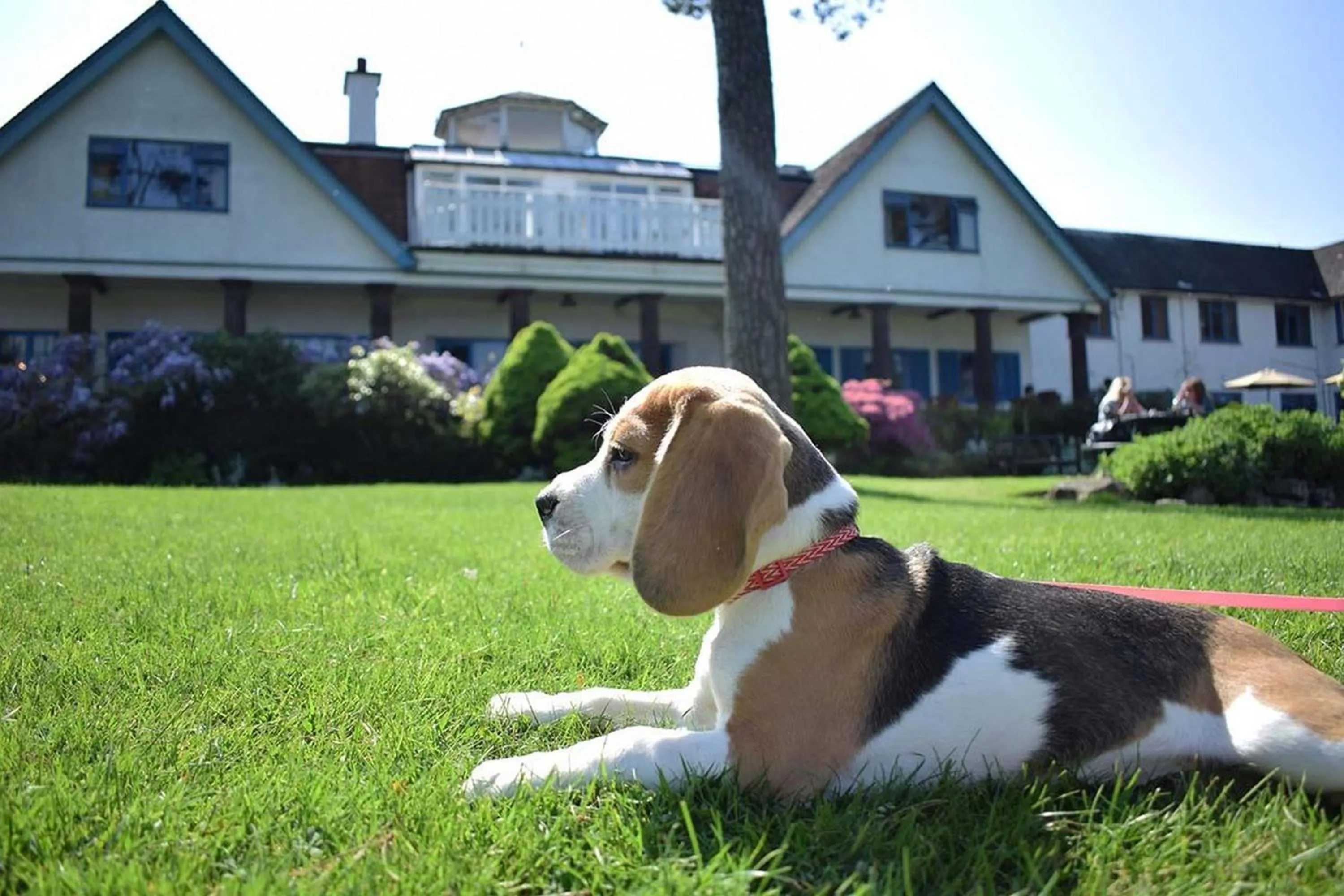 Garden in Knoll House