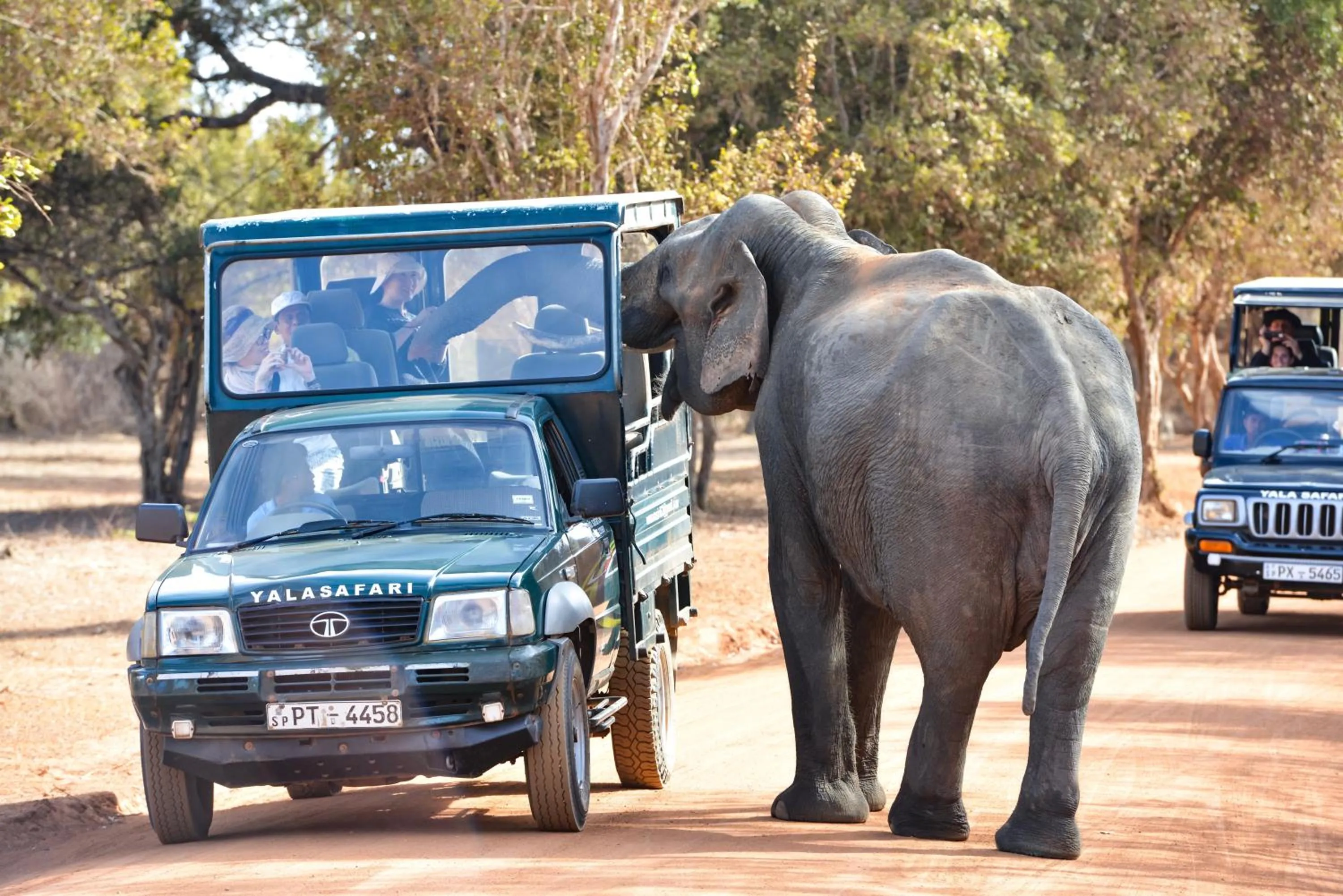 Animals in Arana Yala