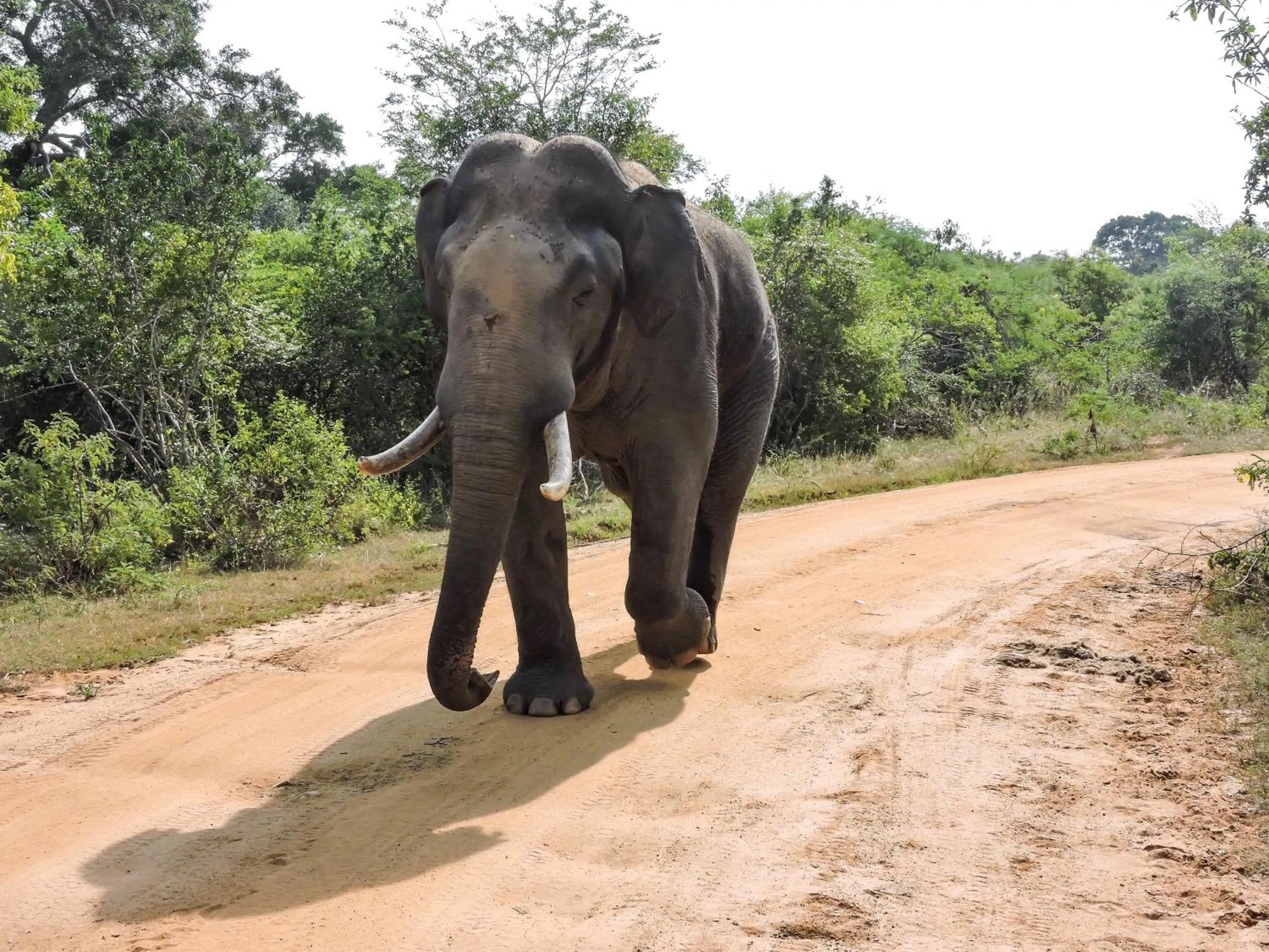 Animals in Arana Yala