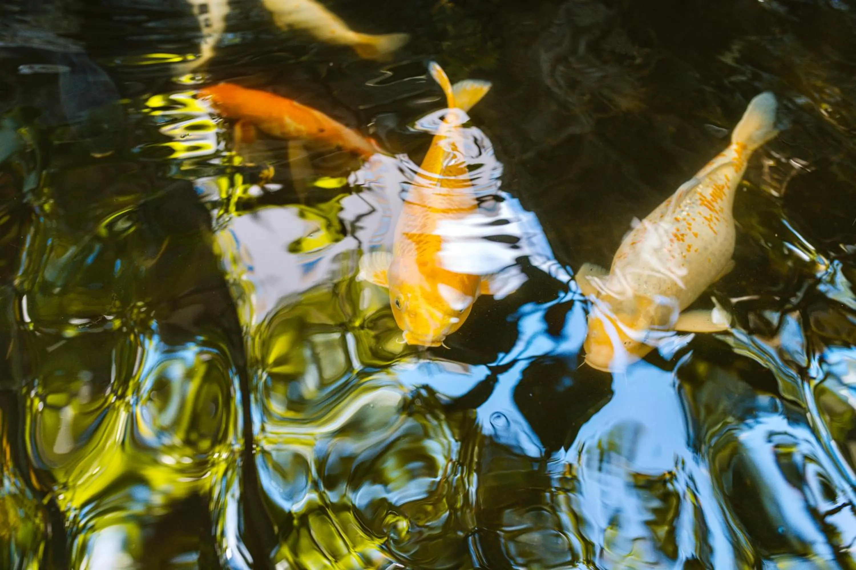 Other in White Sands Hotel
