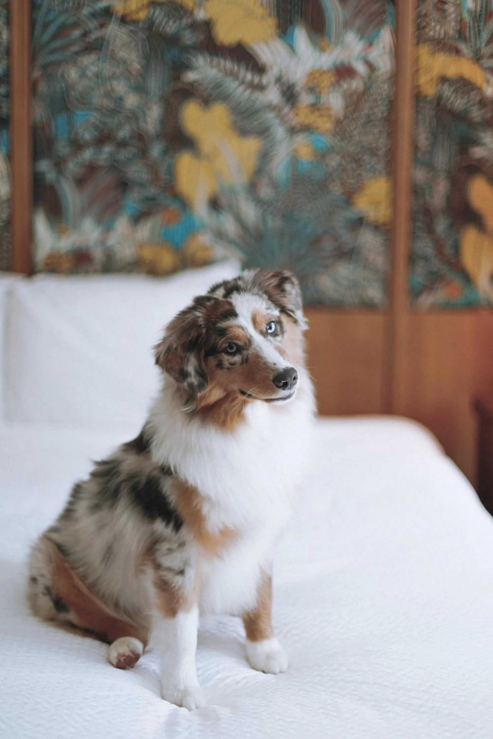 Pets in White Sands Hotel