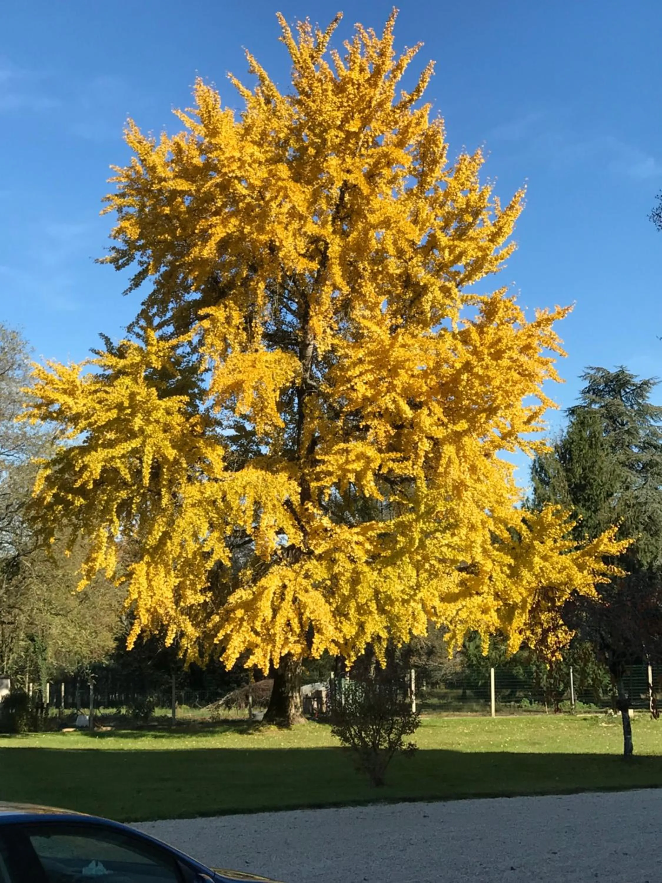Garden in Chambres d'hotes de Pouzelande
