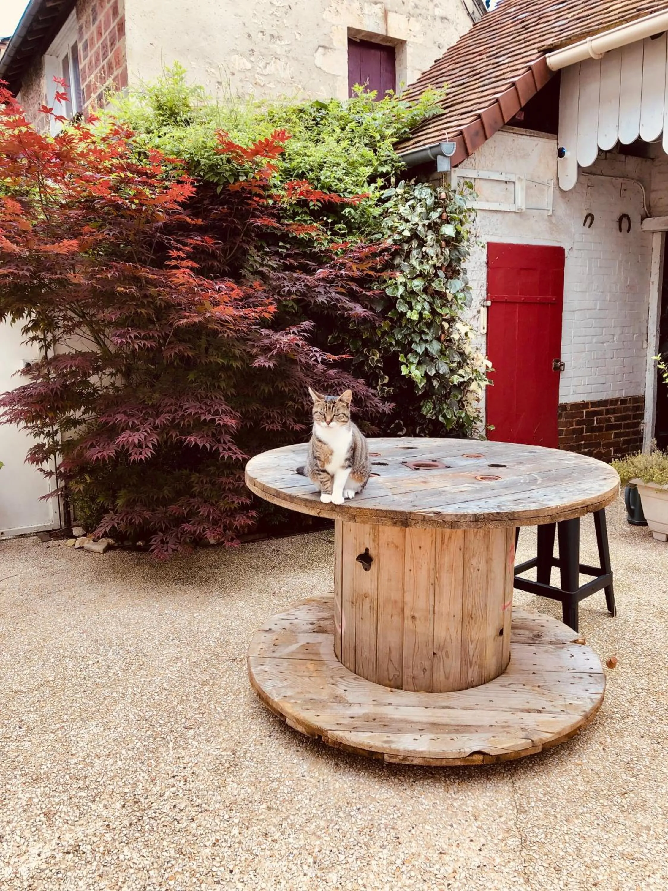 Pets in Chambres d'hôtes Le 42