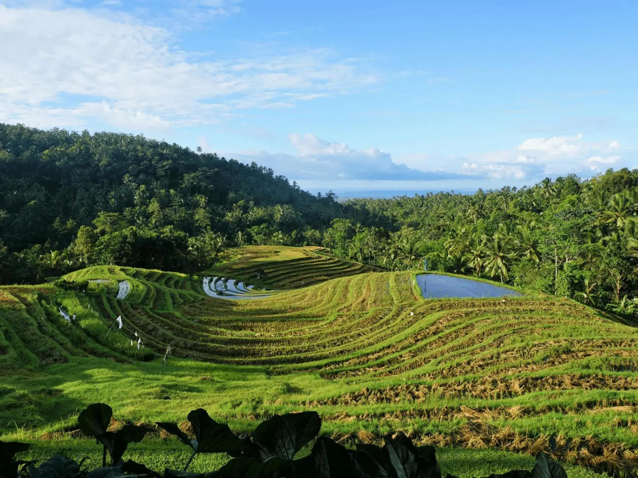 Villa Manggis - Deluxe Bungalow with Rice Field View in Clove Tree Hill Villa Manggis - Deluxe Bungalow with Rice Field View in Clove Tree Hill