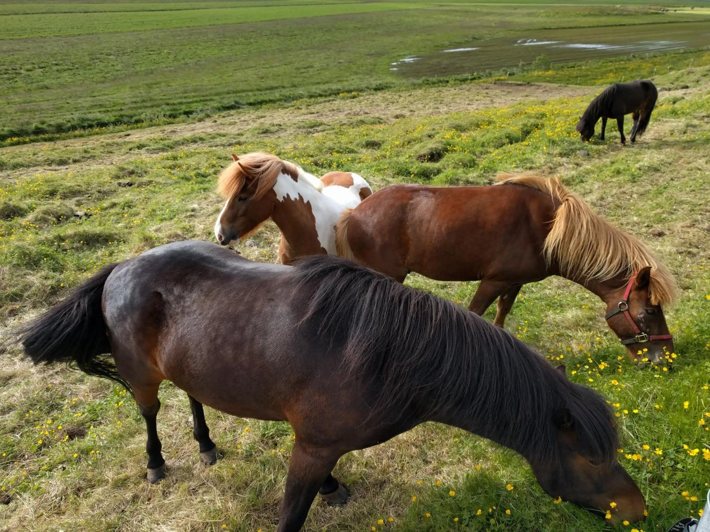 Pets in Hjartarstaðir Guesthouse