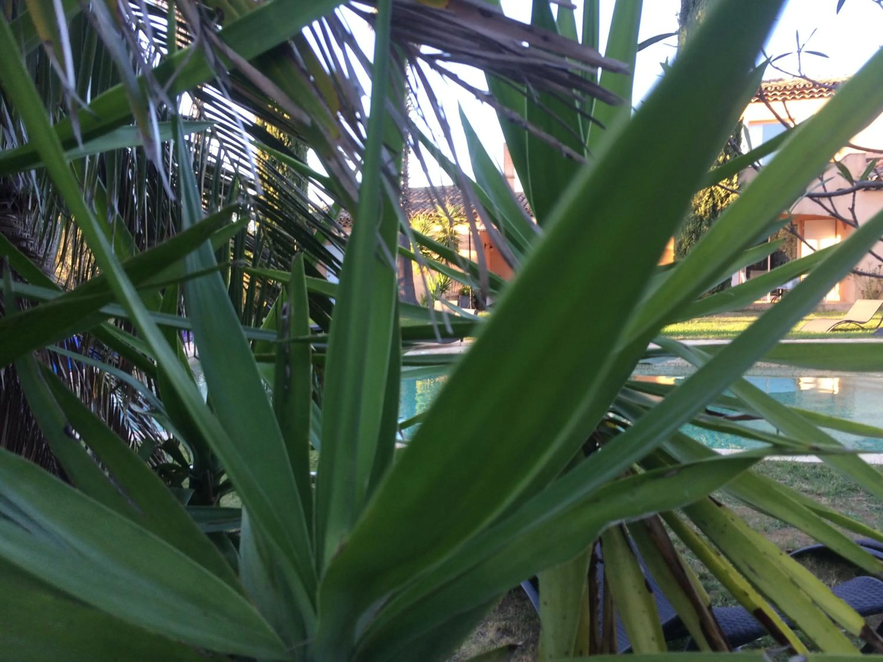 Garden in Clos des Vignes Pampelonne Vineyard