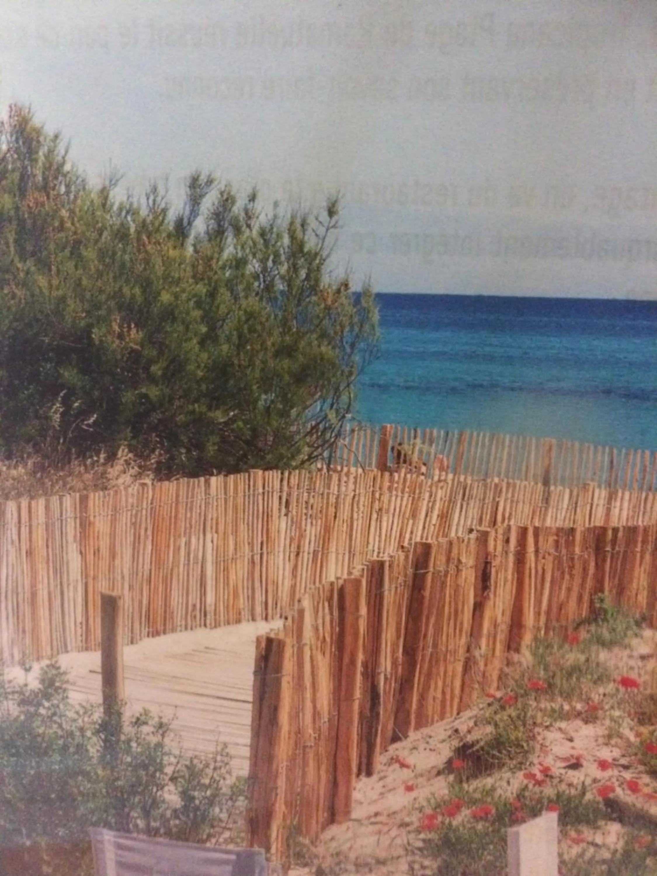 Natural landscape in Clos des Vignes Pampelonne Vineyard