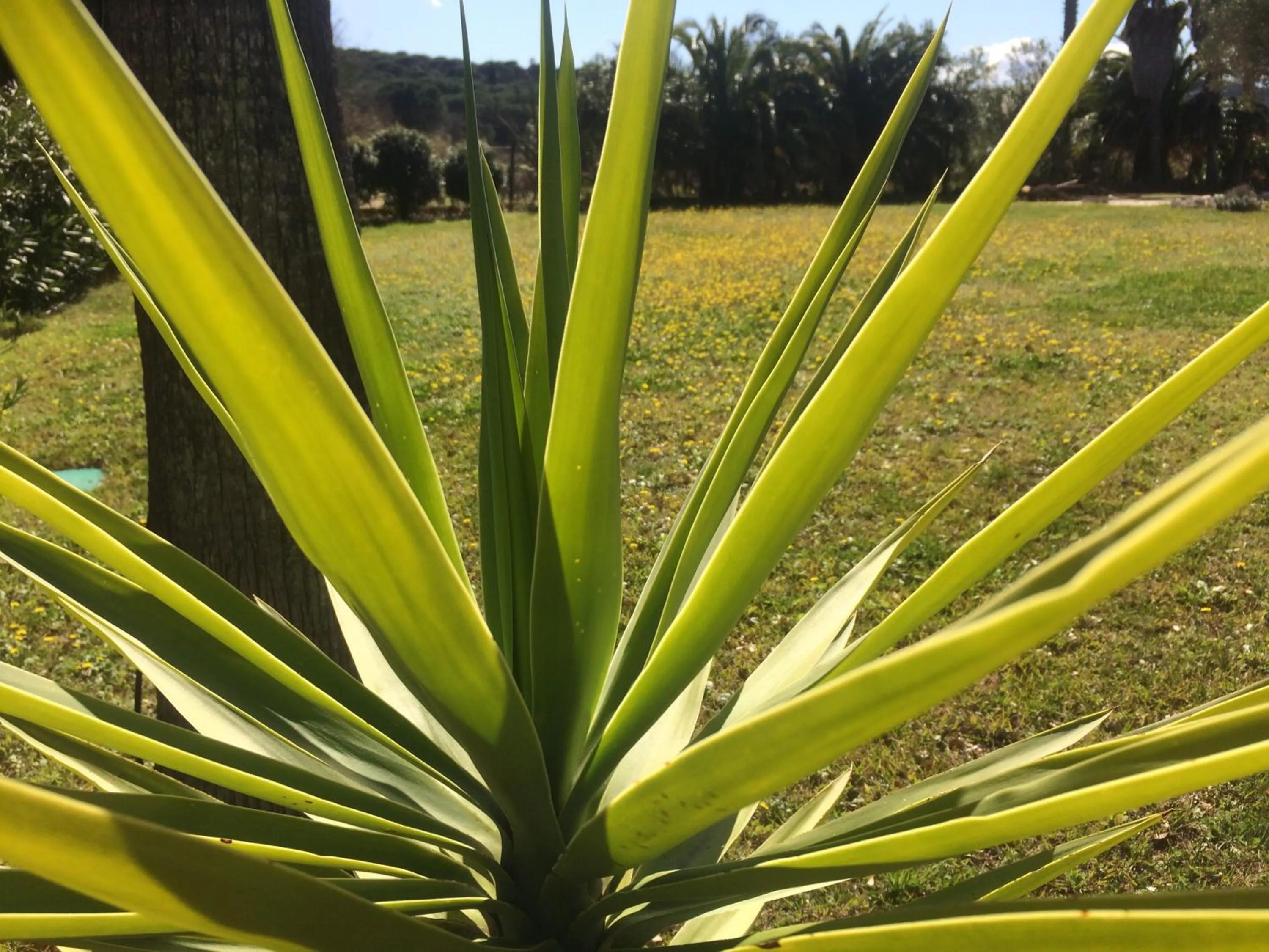 Garden in Clos des Vignes Pampelonne Vineyard