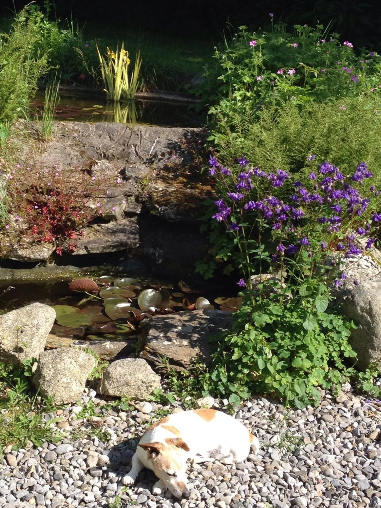 Garden in Corriebeg Cottage