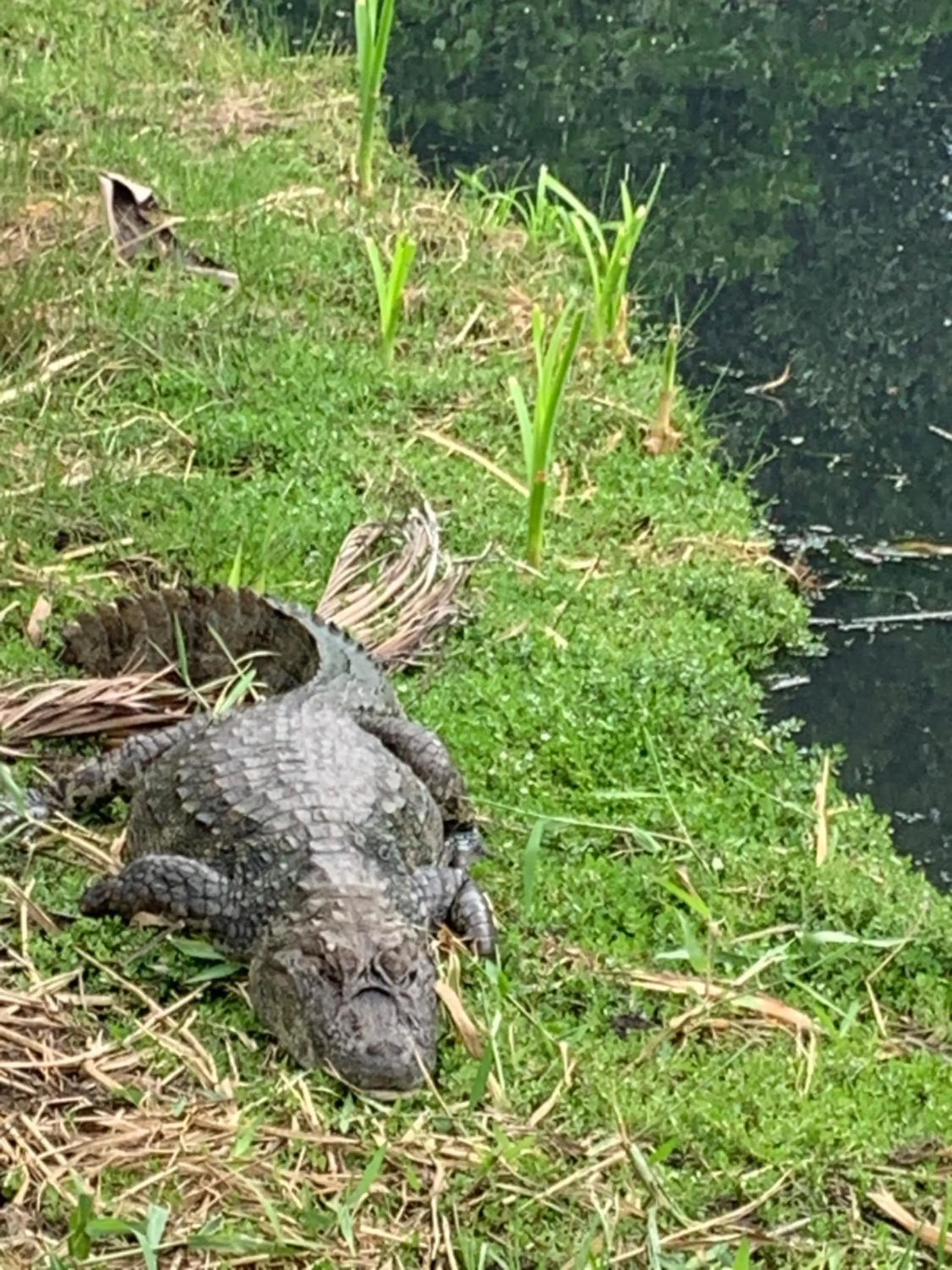 Animals in Recanto da Sol