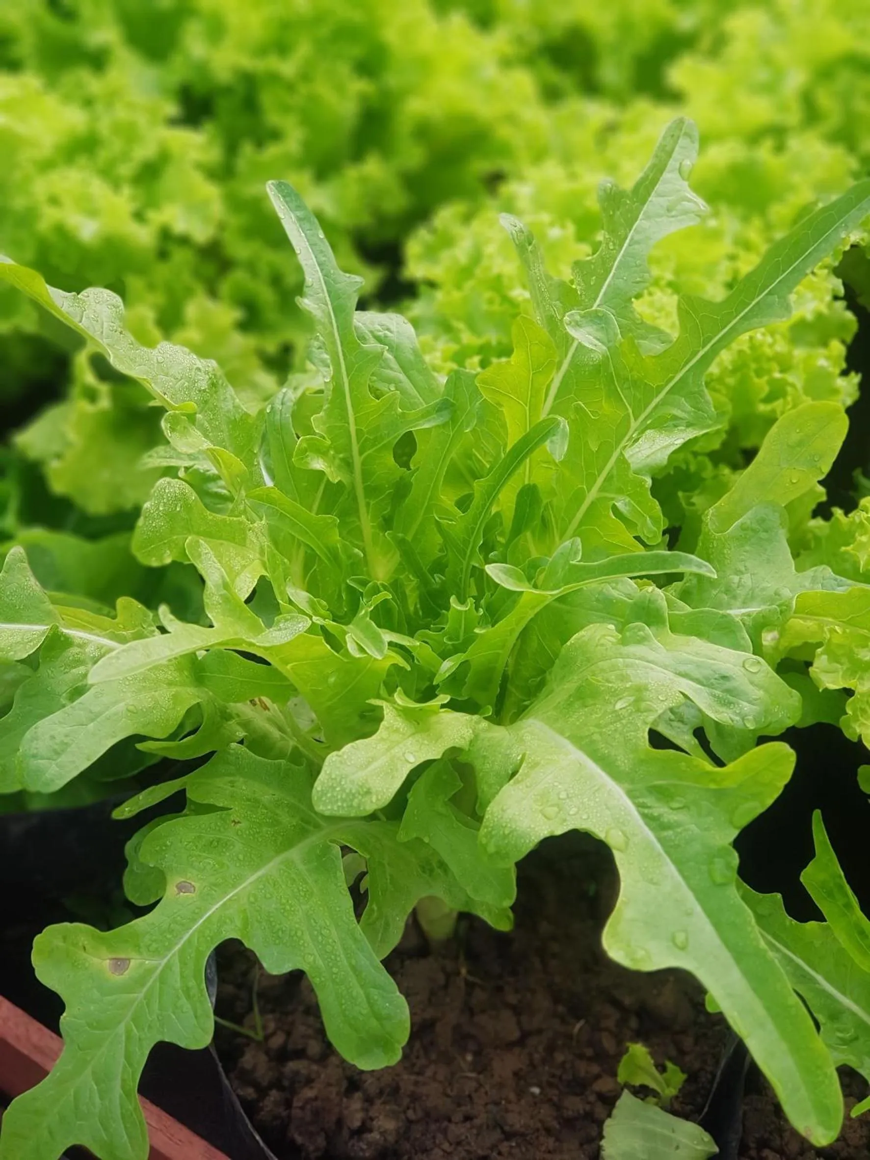 Food in Le Palais Juliana